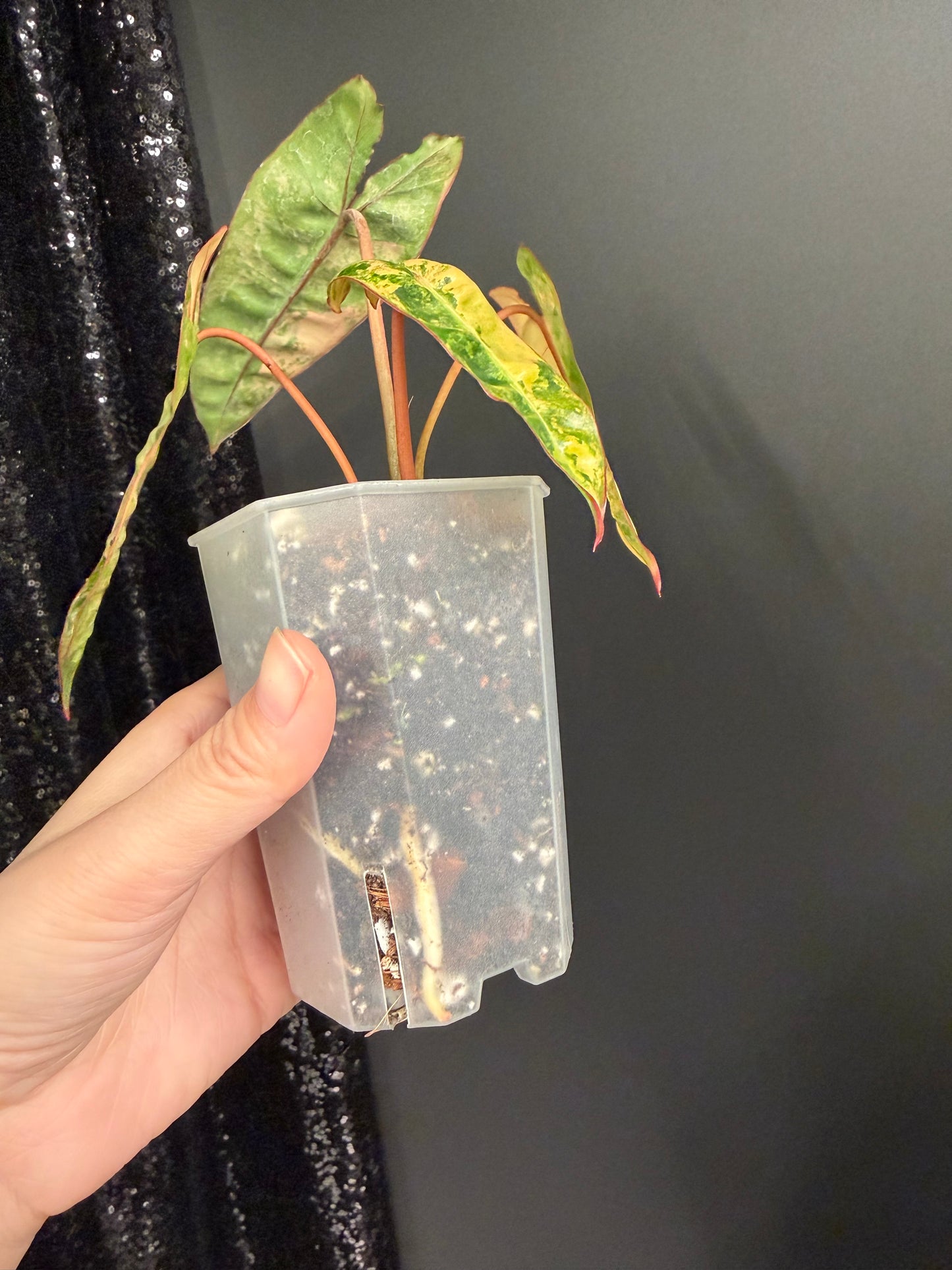 Philodendron Billietiae Variegated in 2.6" Pot