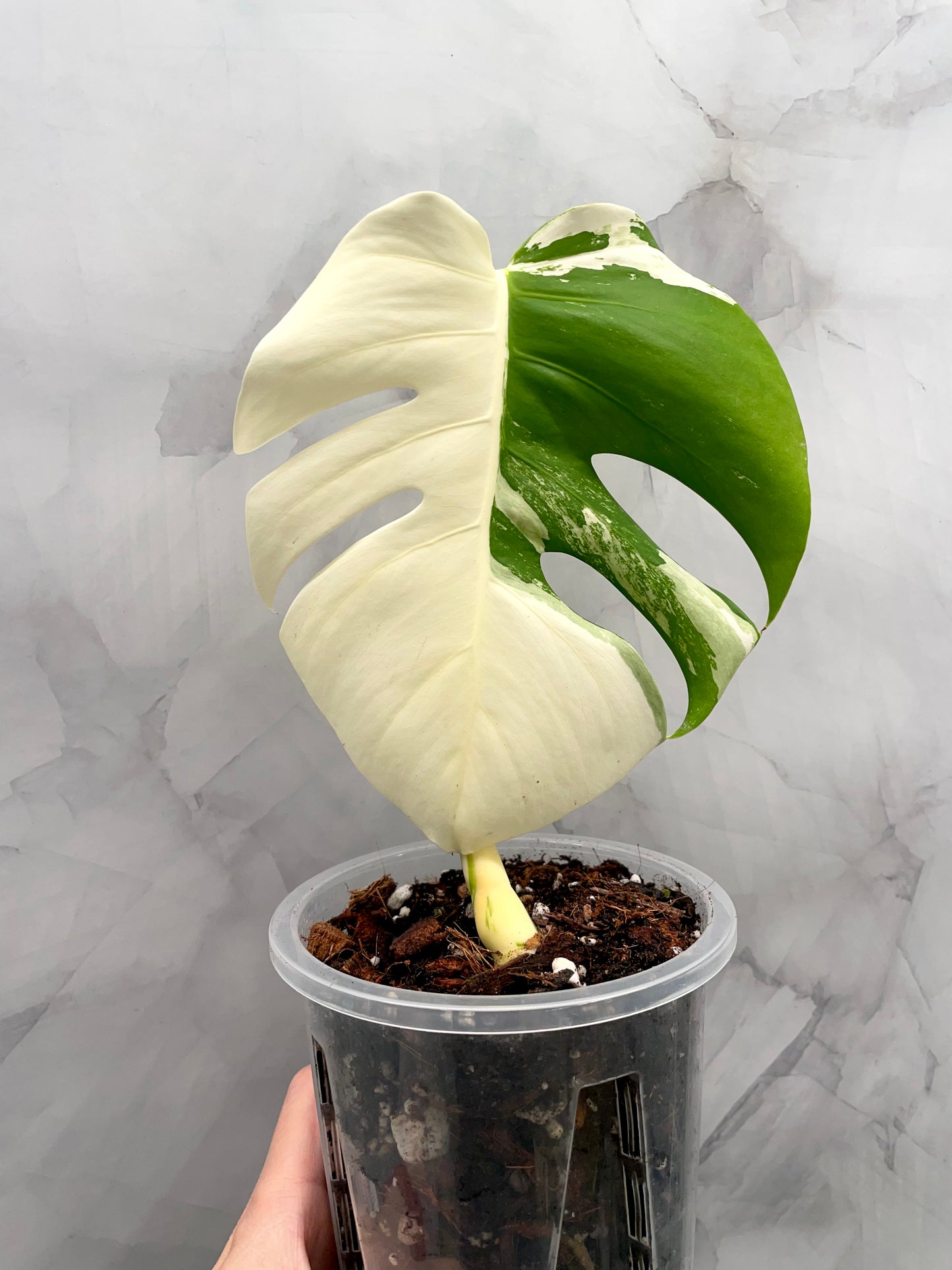 Monstera Albo, High Variegated Plant