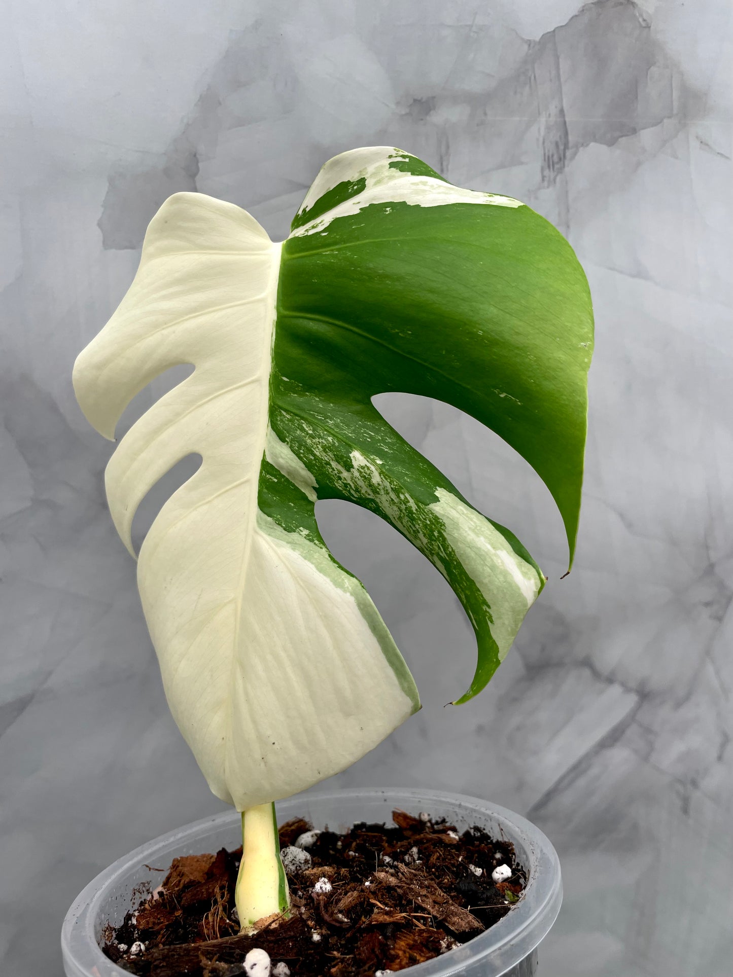 Monstera Albo, High Variegated Plant