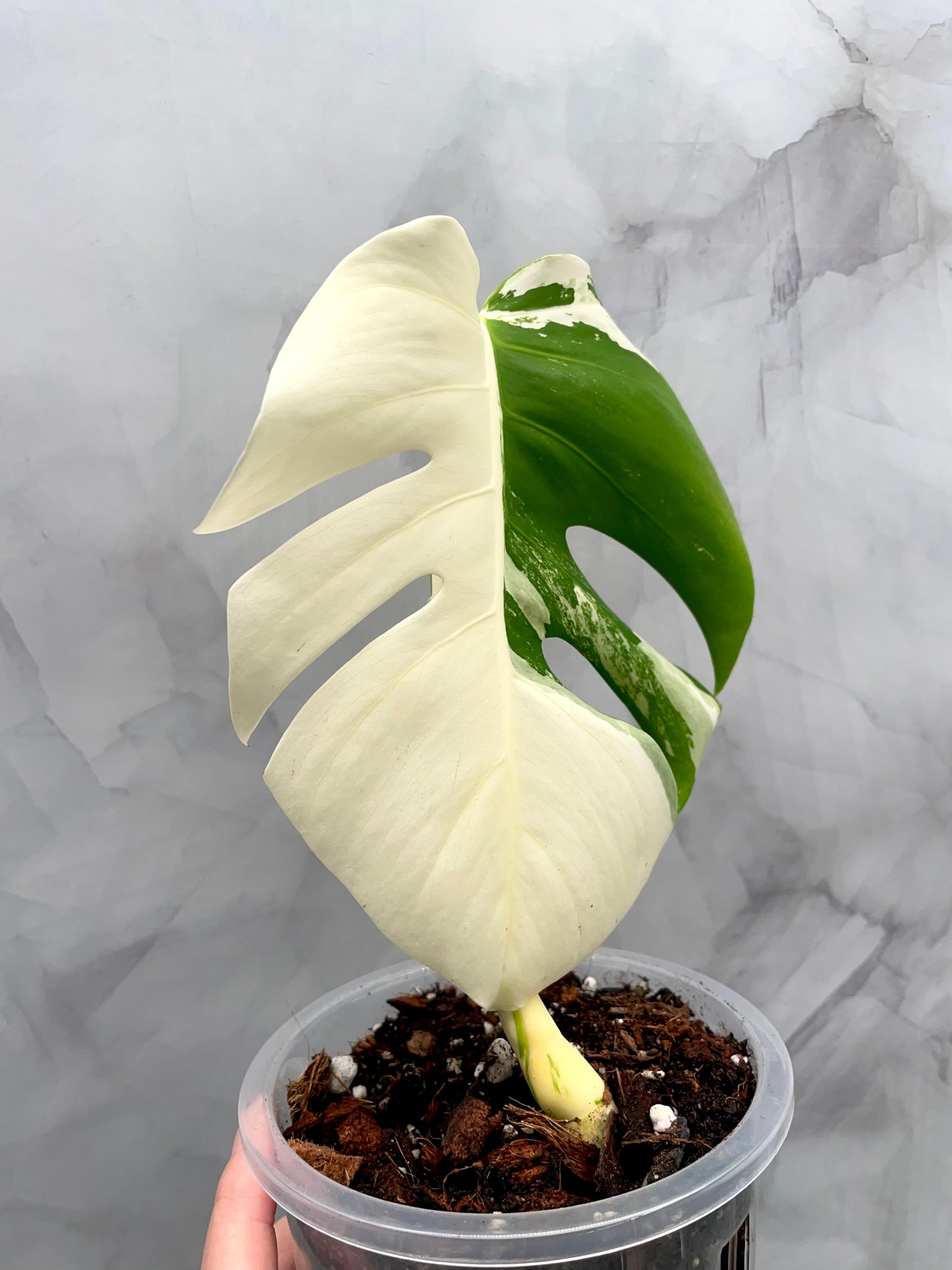 Monstera Albo, High Variegated Plant