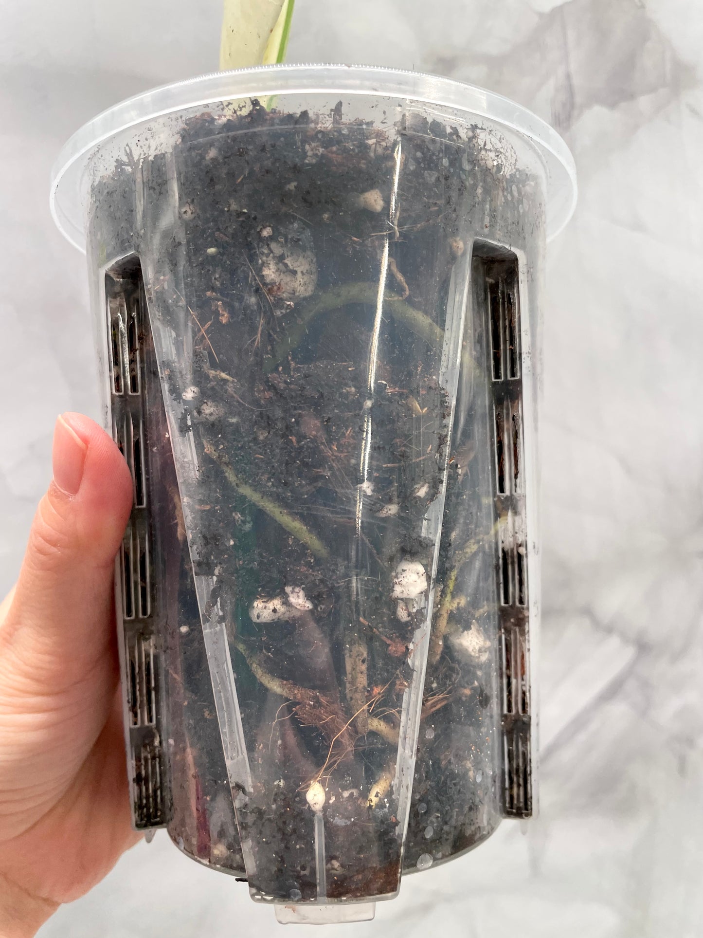Monstera Albo, High Variegated Plant