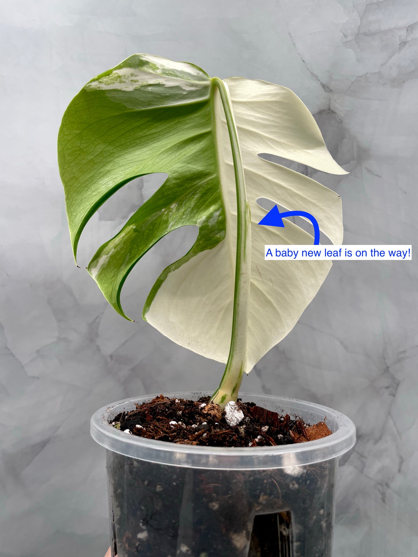 Monstera Albo, High Variegated Plant