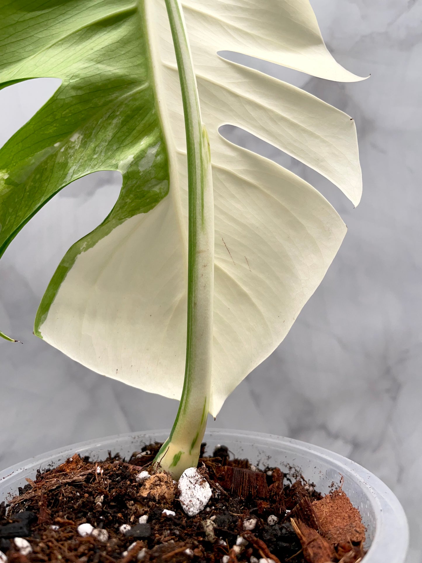 Monstera Albo, High Variegated Plant