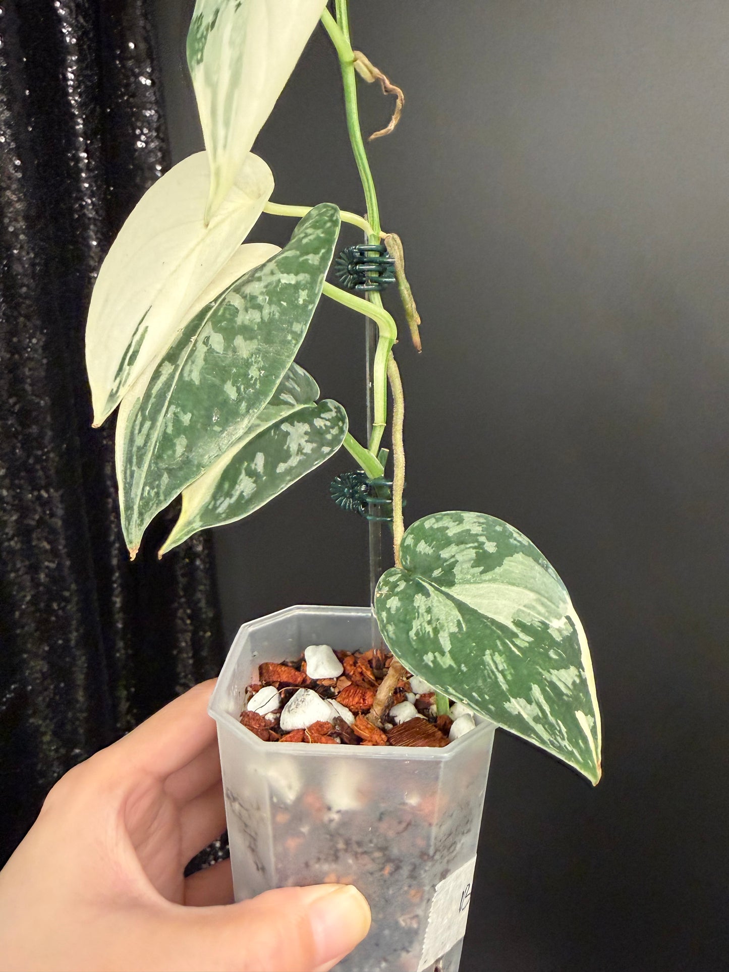 Scindapsus Mayari Variegated