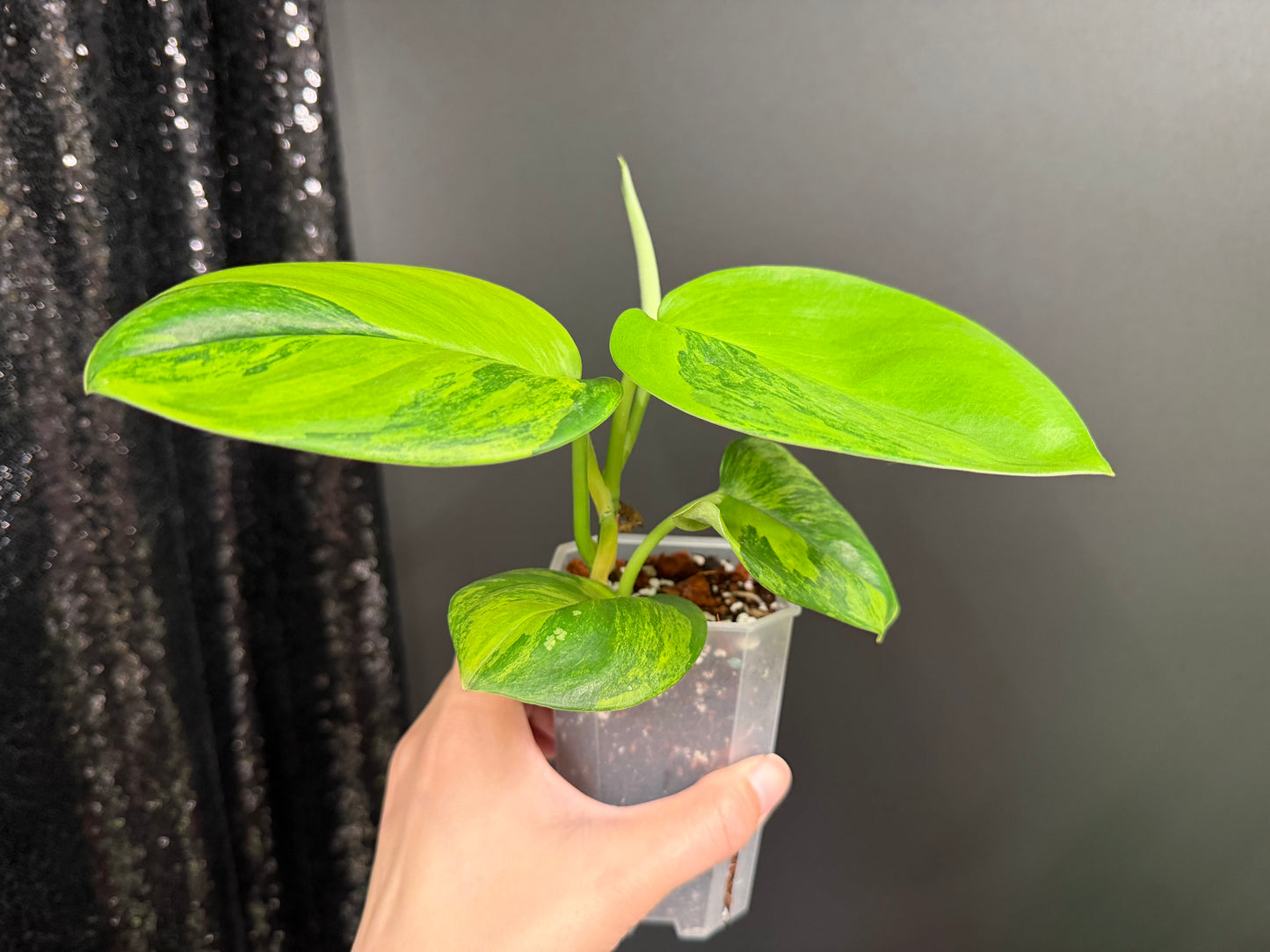 Scindapsus Ggreen on Green Variegated