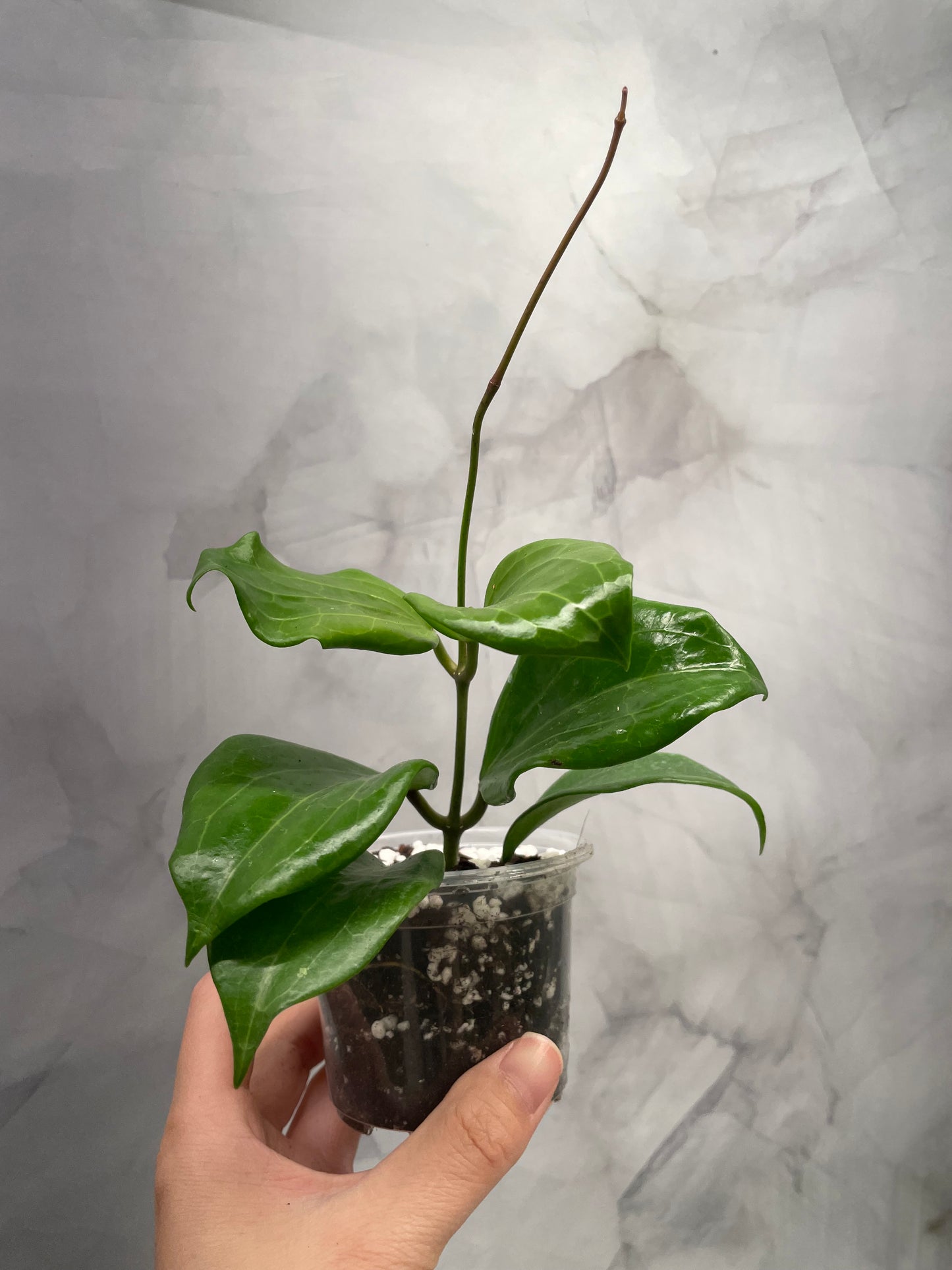 Hoya Quinquenervia & Crassipetiolata Bundle – Rooted in 3" Pot