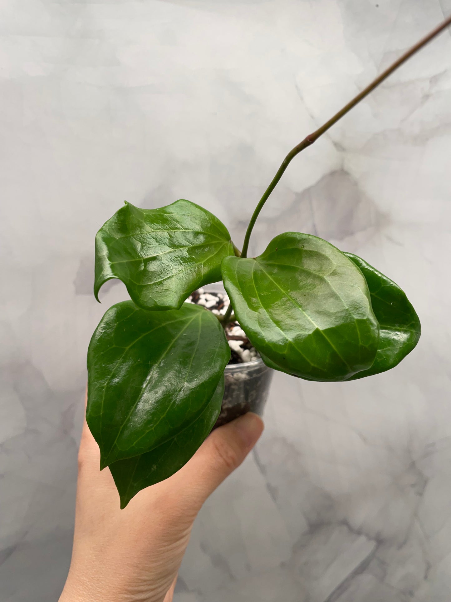 Hoya Quinquenervia & Crassipetiolata Bundle – Rooted in 3" Pot
