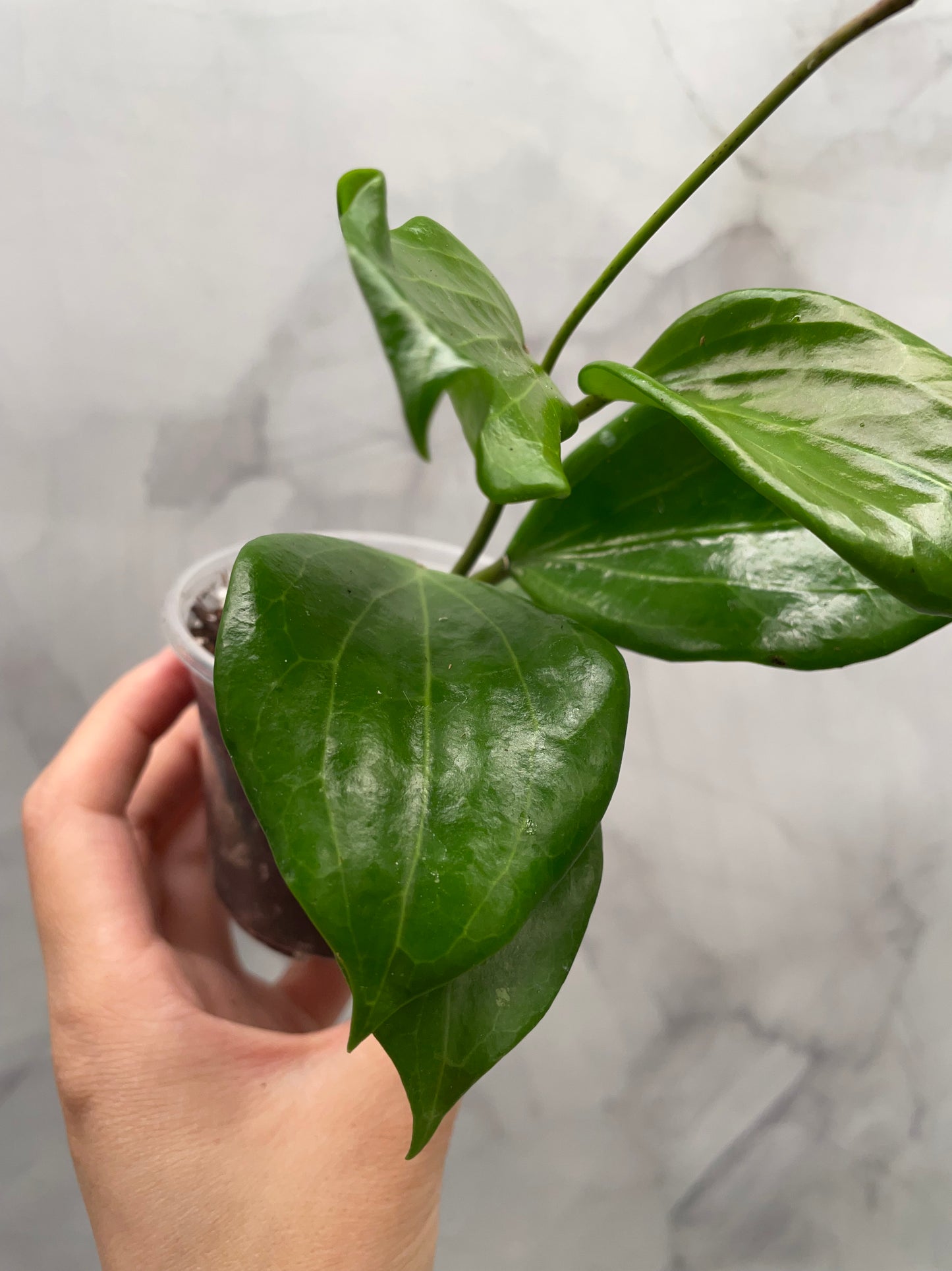 Hoya Quinquenervia & Crassipetiolata Bundle – Rooted in 3" Pot