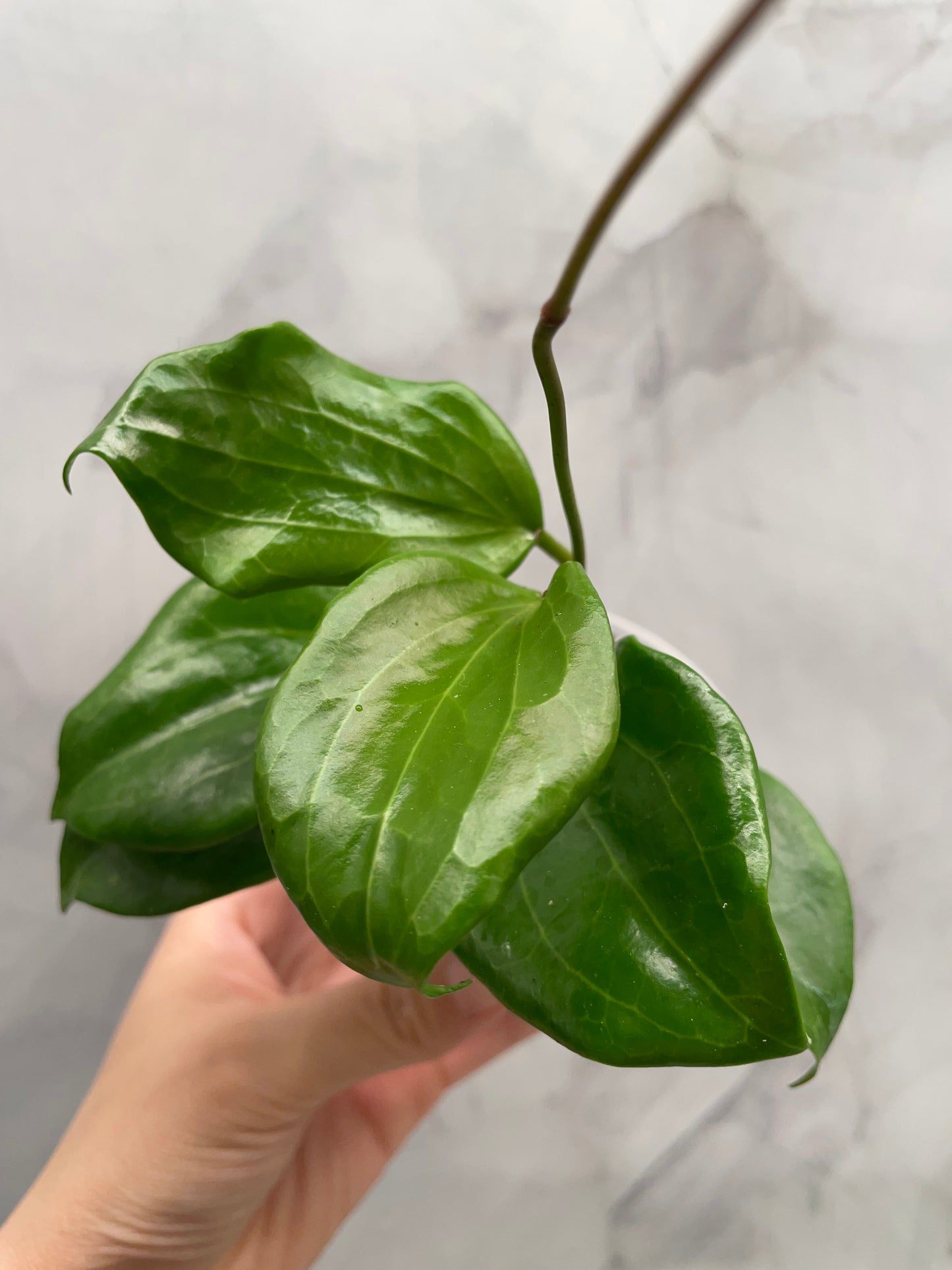 Hoya Quinquenervia & Crassipetiolata Bundle – Rooted in 3" Pot