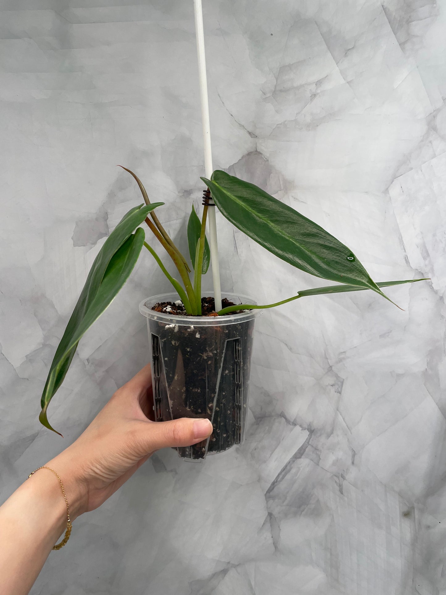 Philodendron Spiritus Sancti in 3.9" Pot