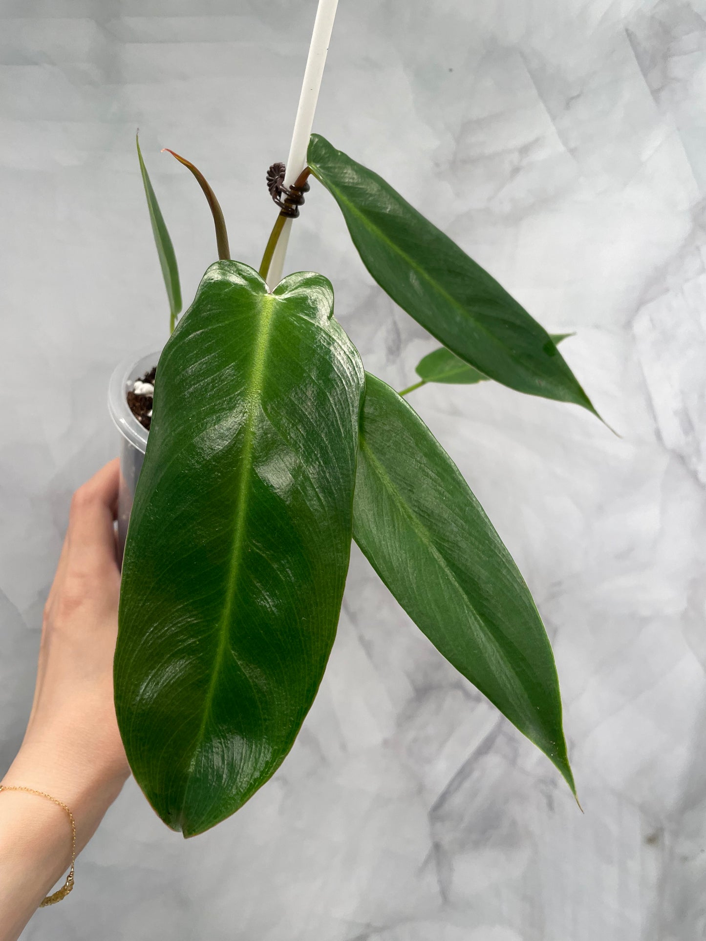Philodendron Spiritus Sancti in 3.9" Pot
