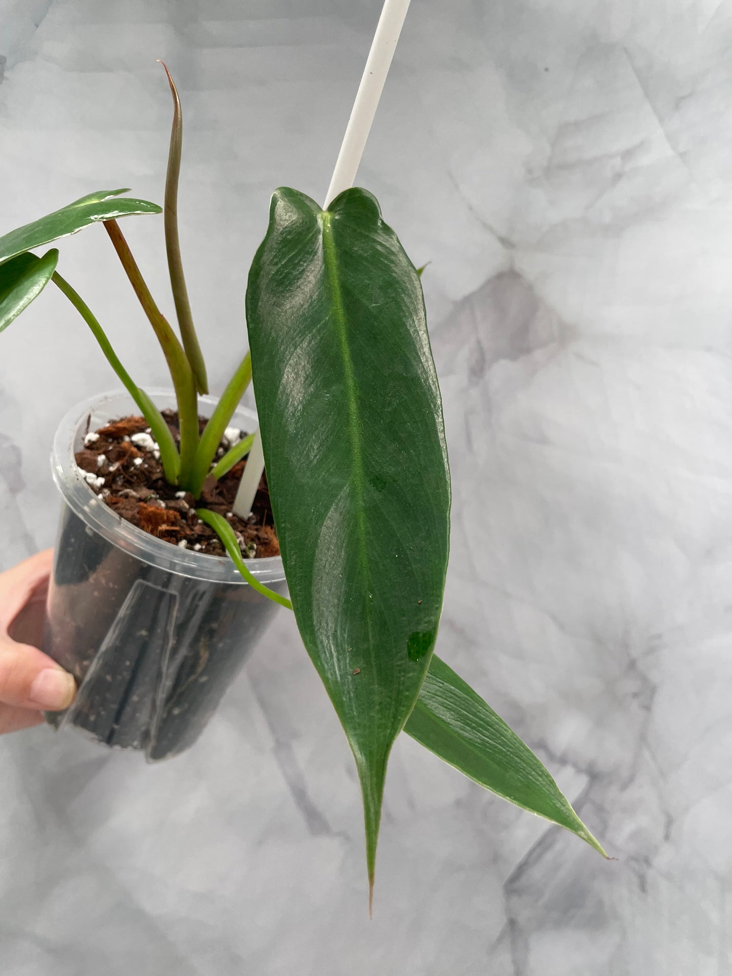 Philodendron Spiritus Sancti in 3.9" Pot