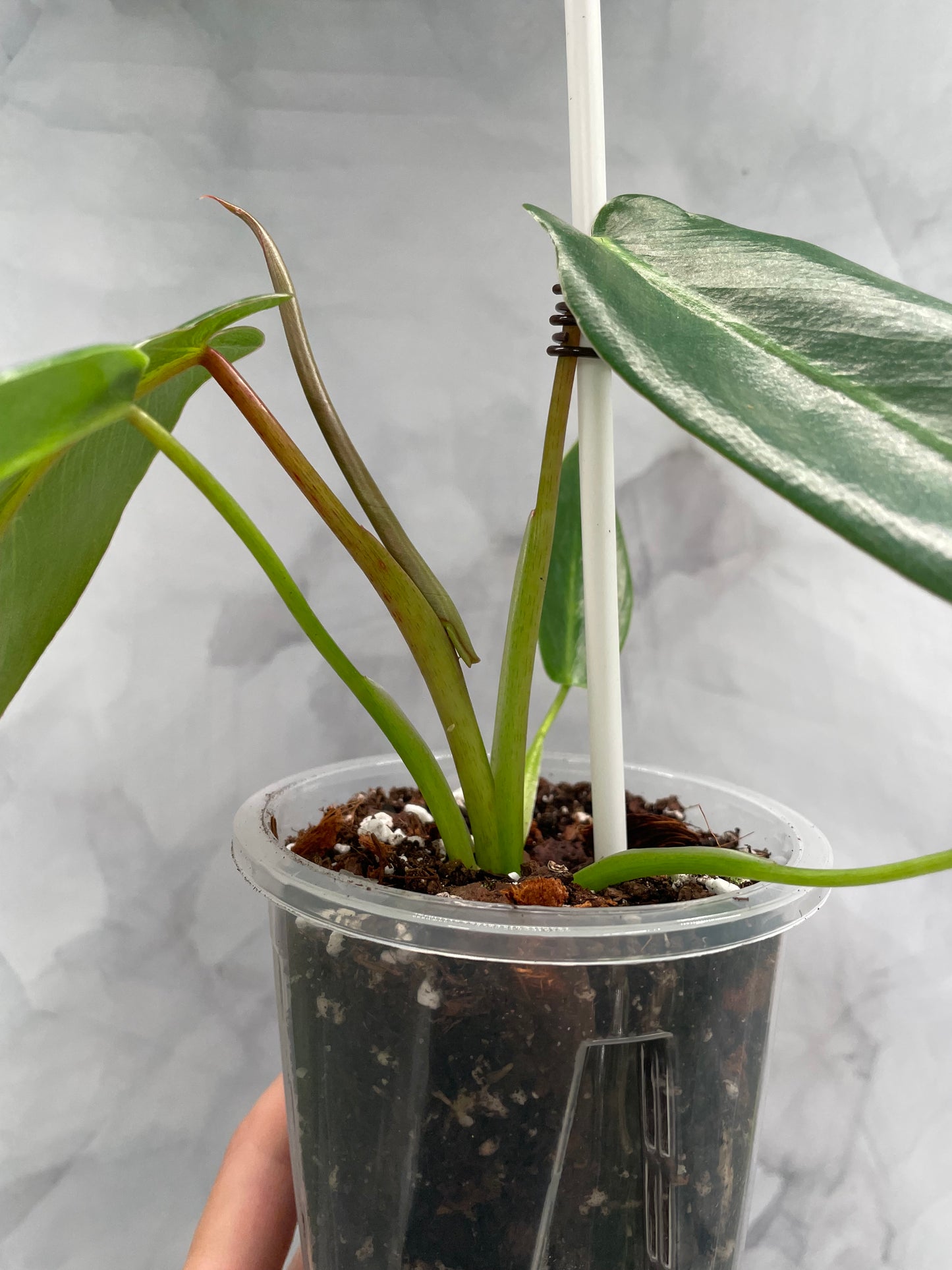 Philodendron Spiritus Sancti in 3.9" Pot