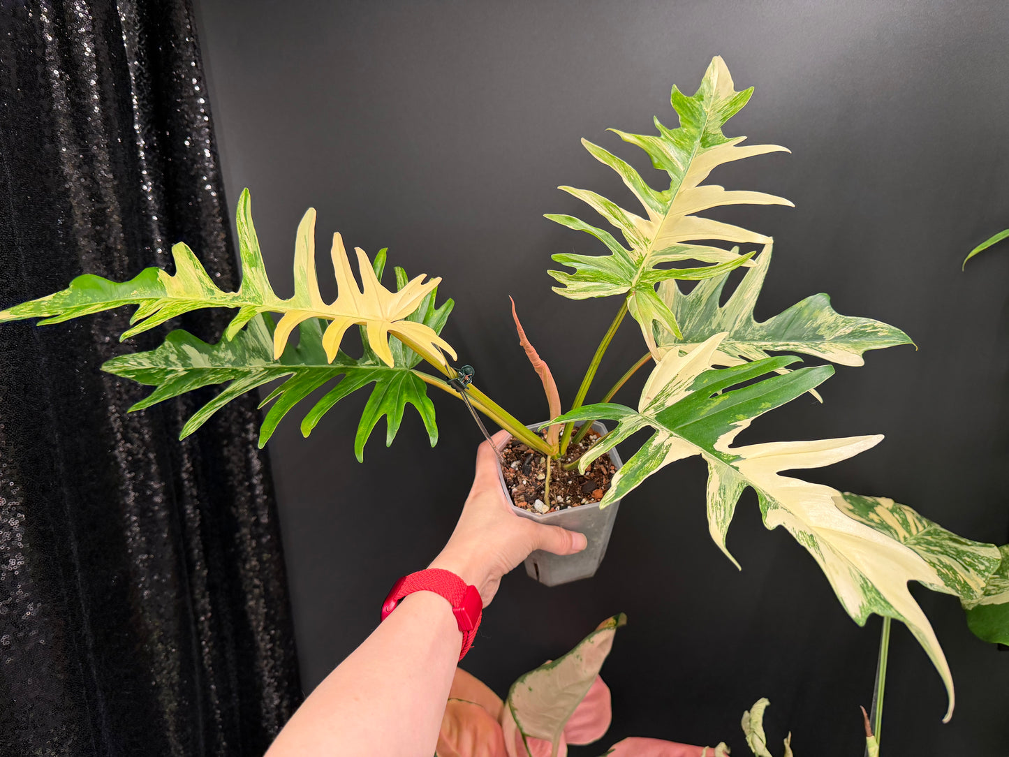 Flobe x Tortum Variegated Philodendron