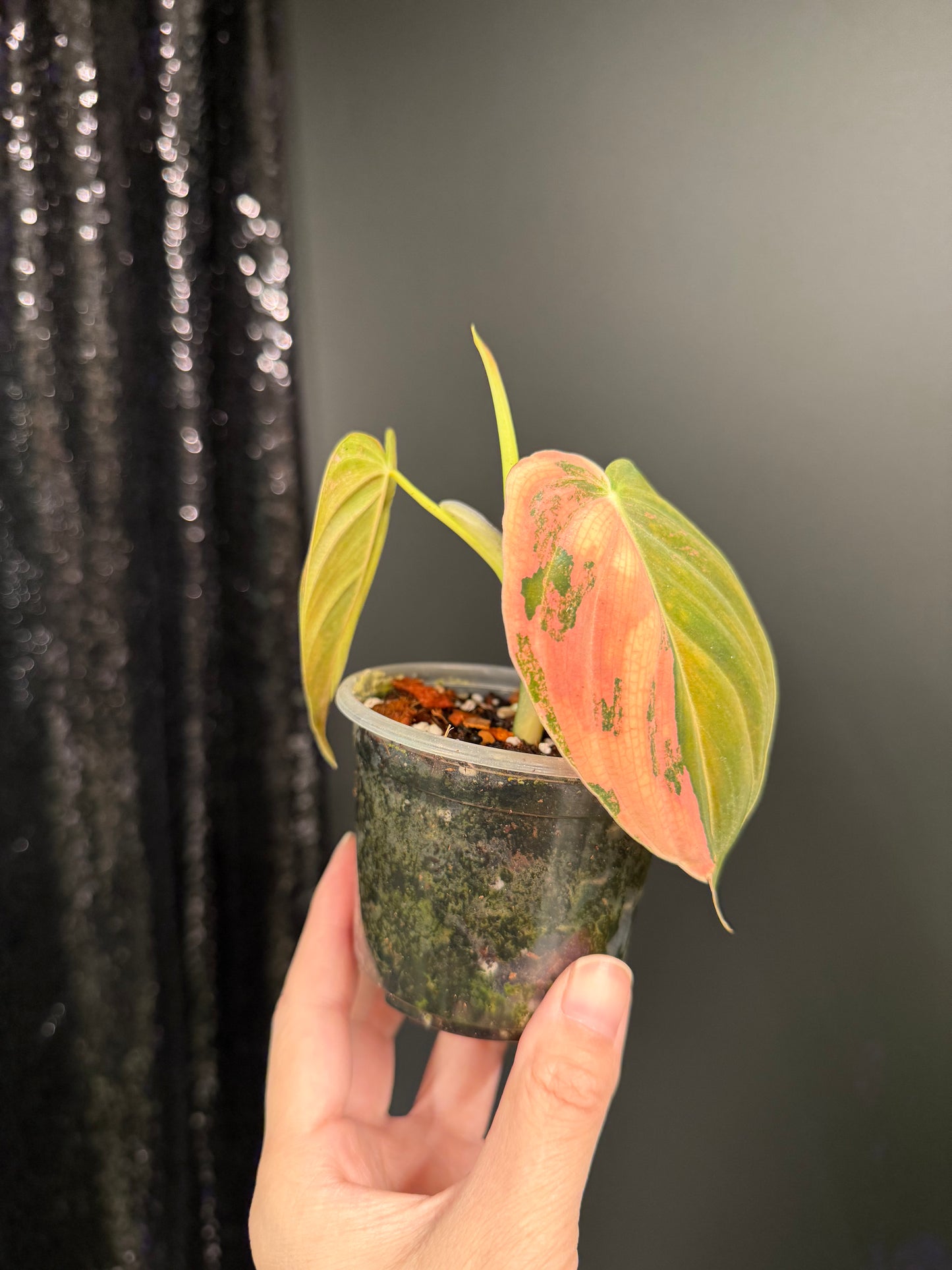 Philodendron Melanochrysum Orange Variegated