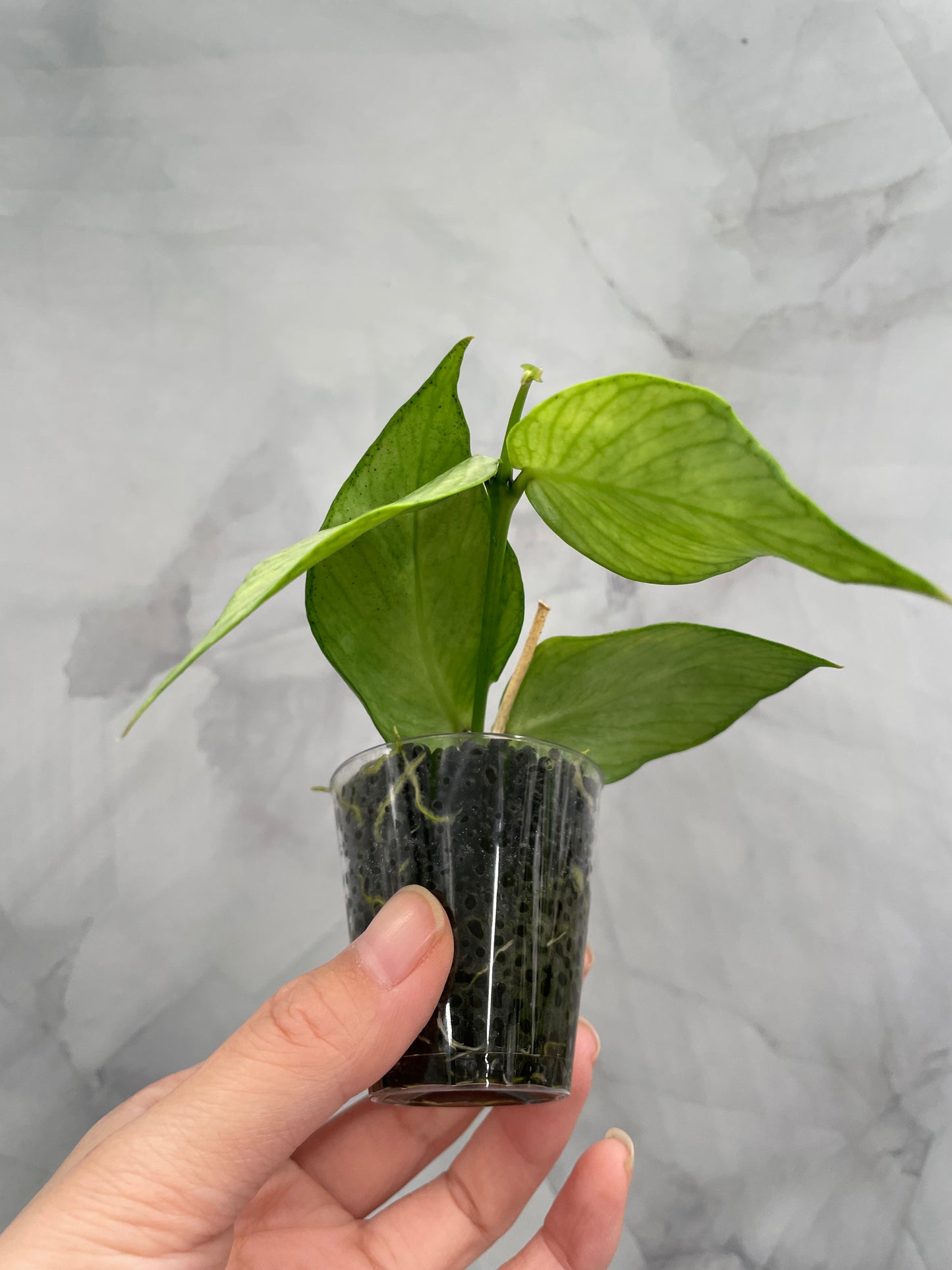 Hoya Polyneura Full Silver Rooted Cutting with New Growth