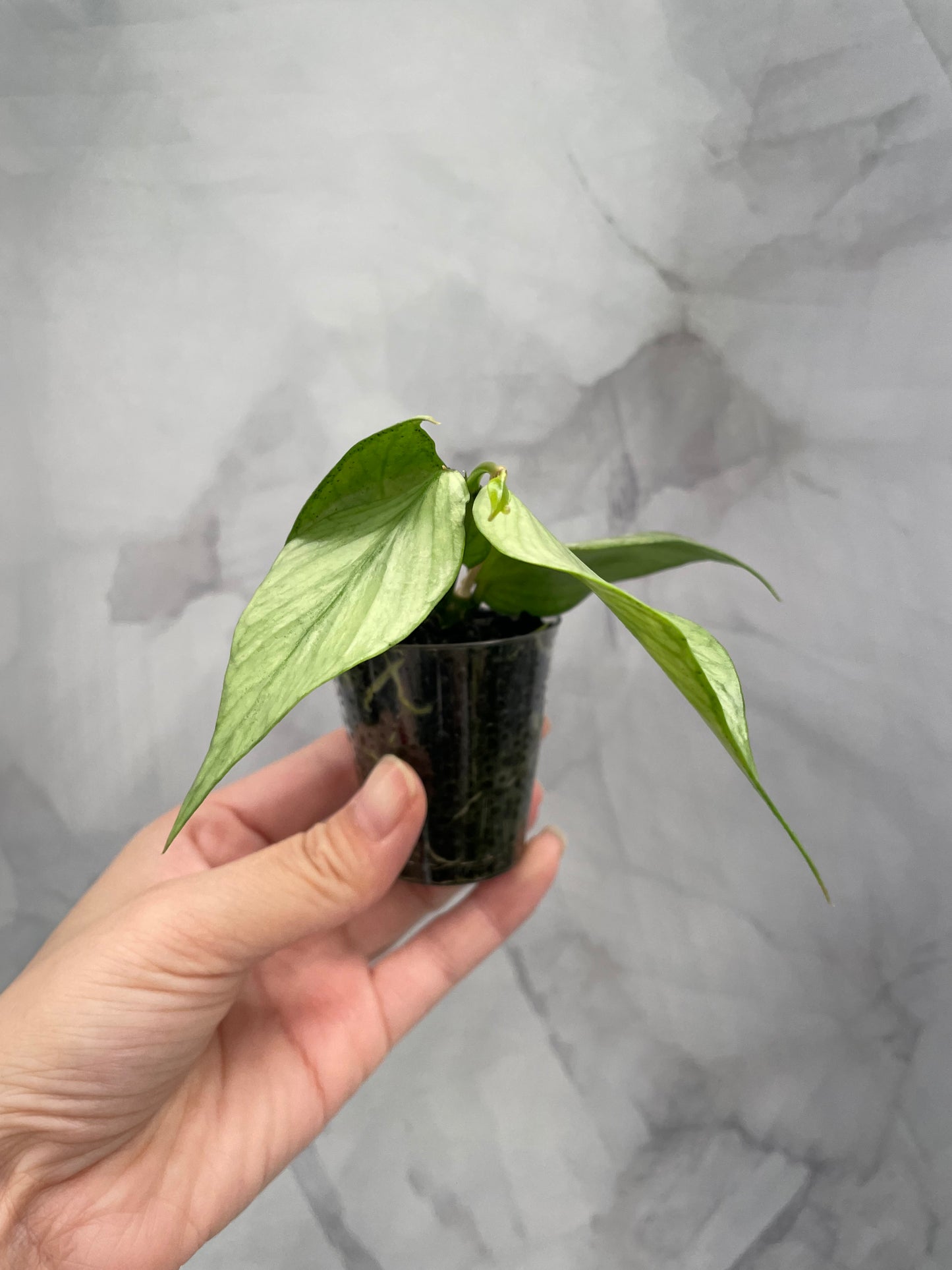 Hoya Polyneura Full Silver Rooted Cutting with New Growth