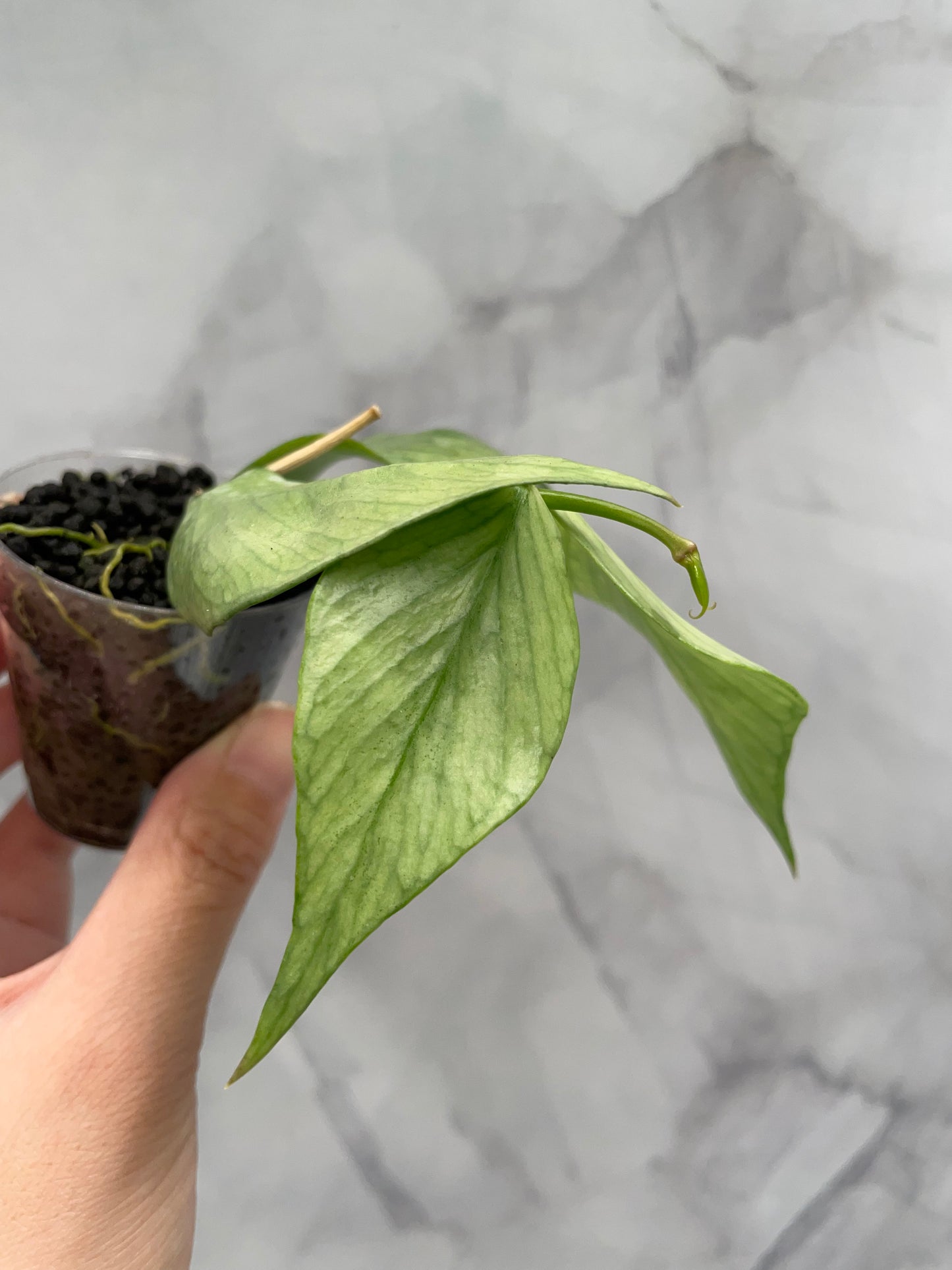 Hoya Polyneura Full Silver Rooted Cutting with New Growth