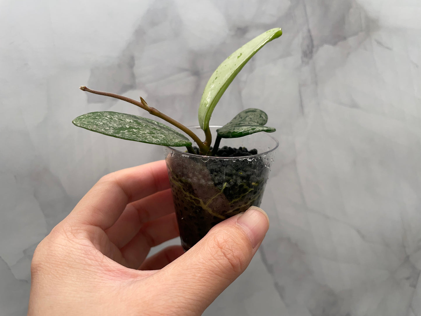 Hoya Wilbur Graves China Rooted Plant
