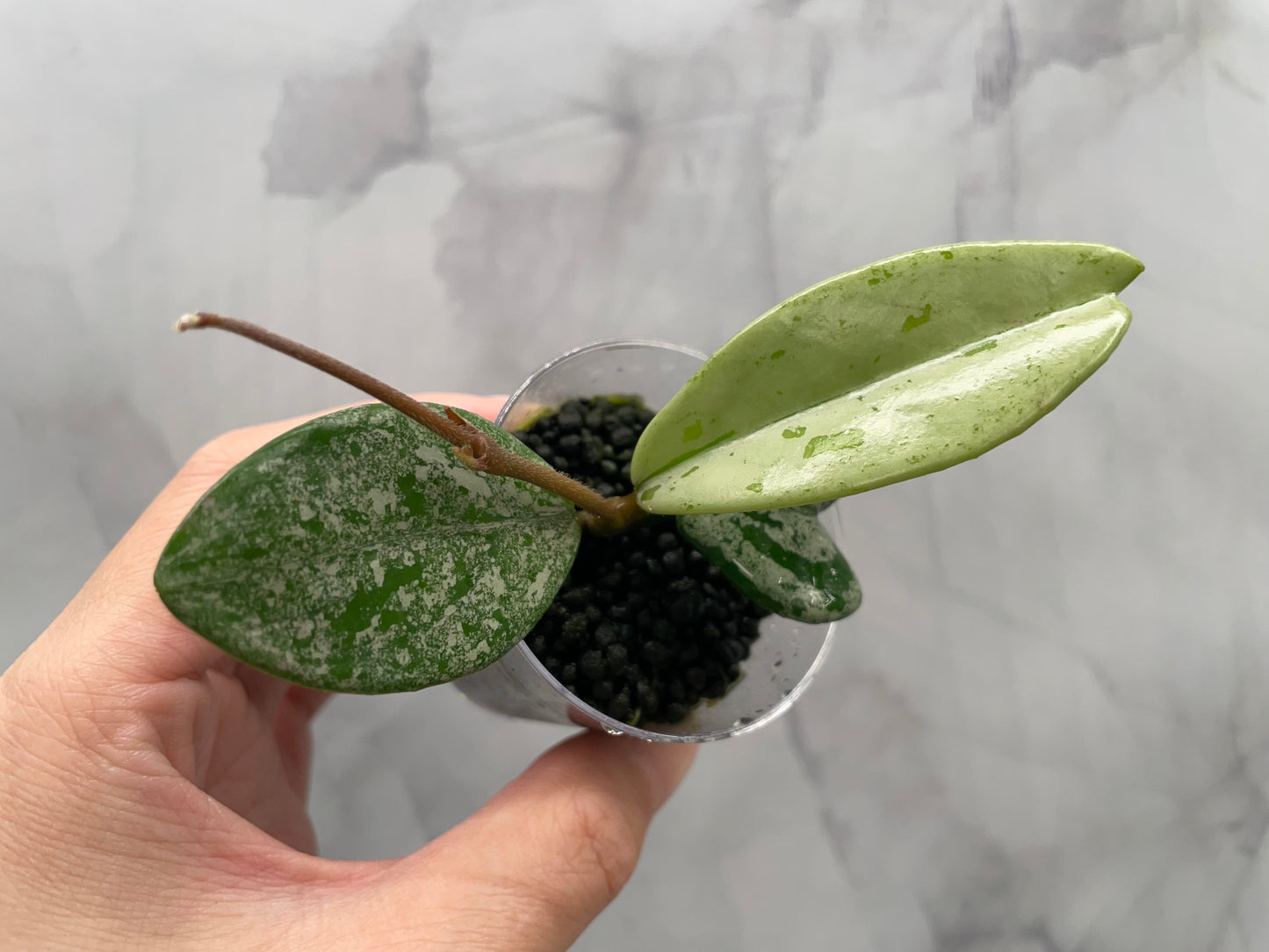 Hoya Wilbur Graves China Rooted Plant