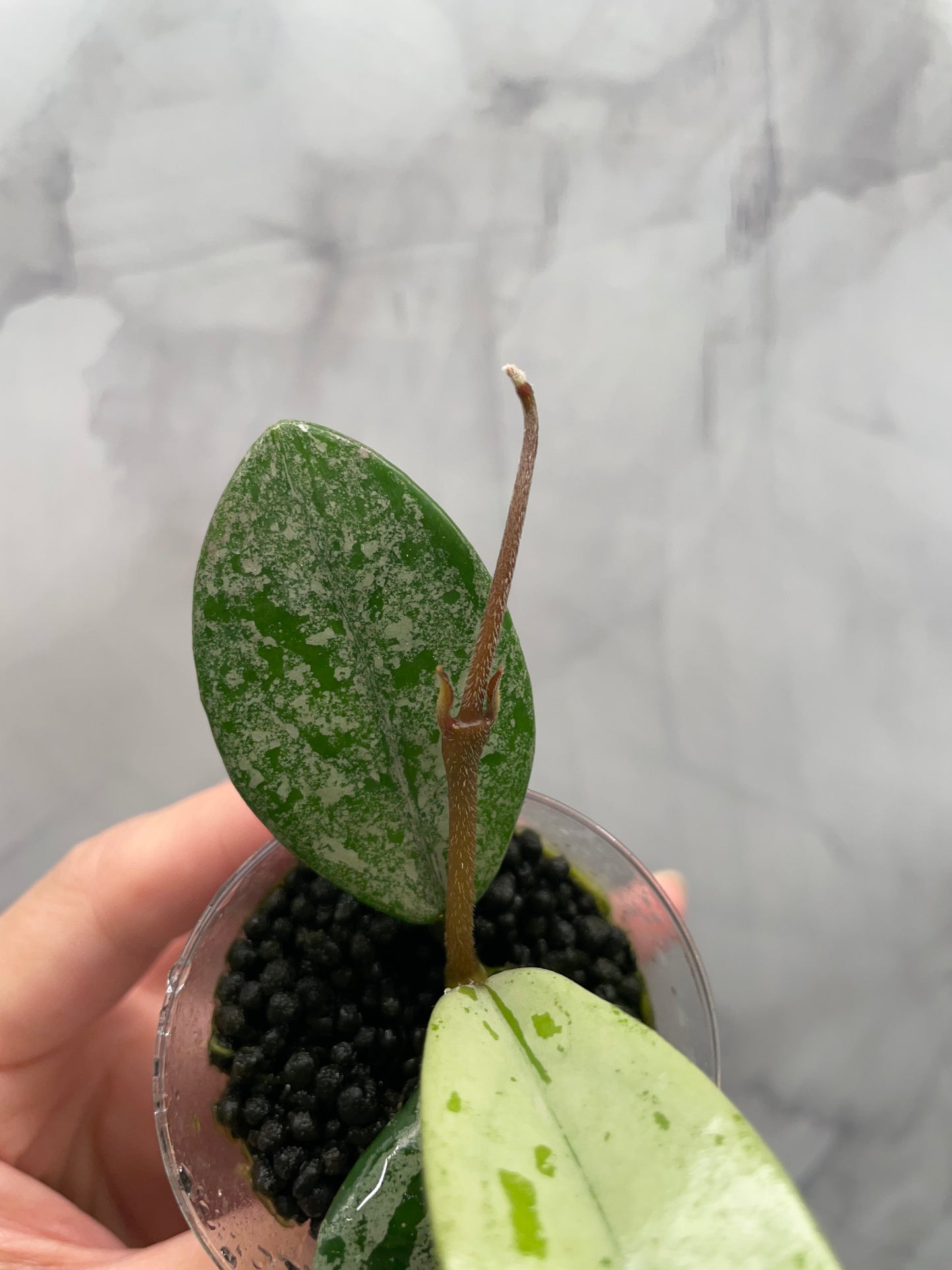 Hoya Wilbur Graves China Rooted Plant