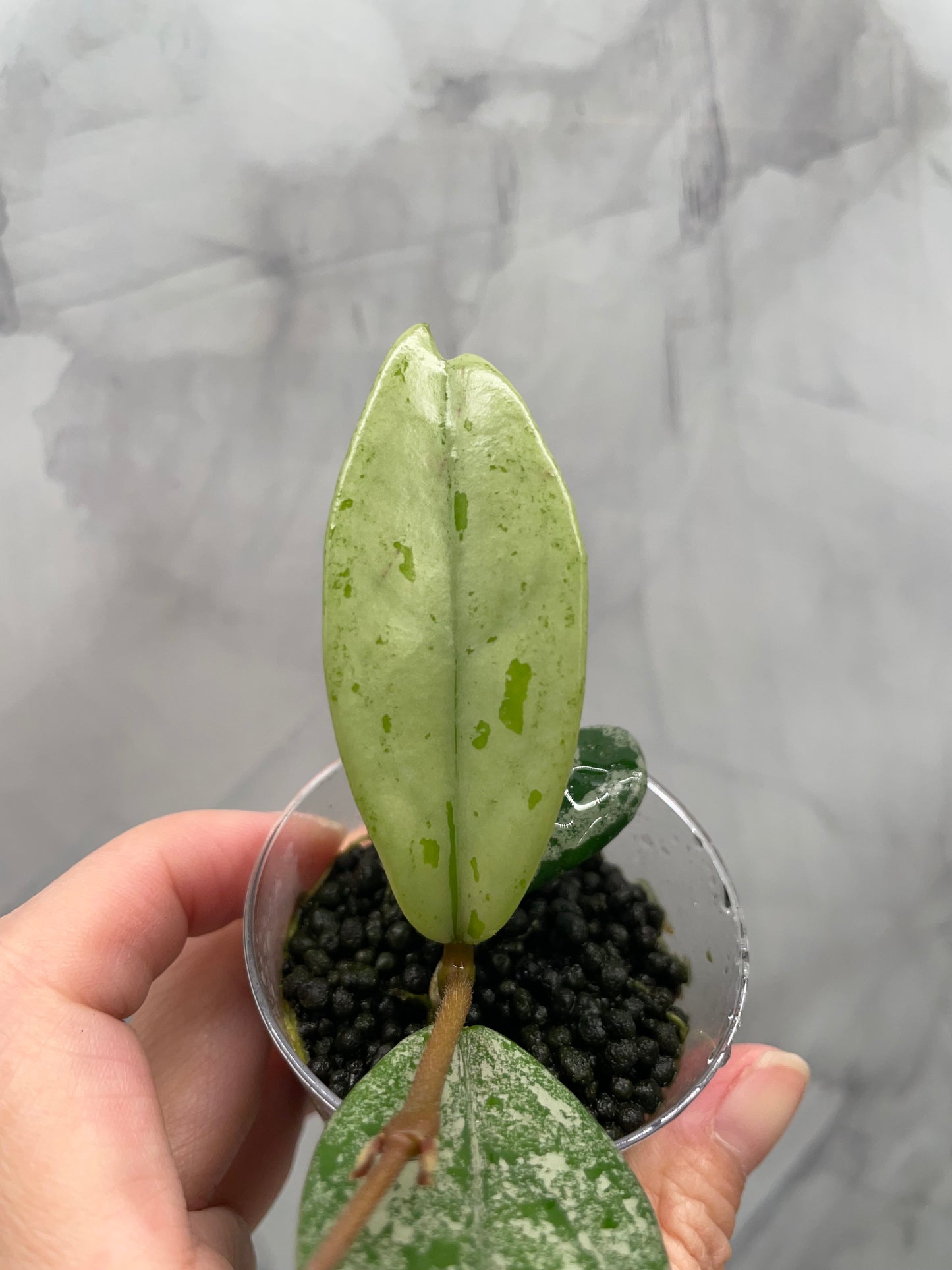 Hoya Wilbur Graves China Rooted Plant