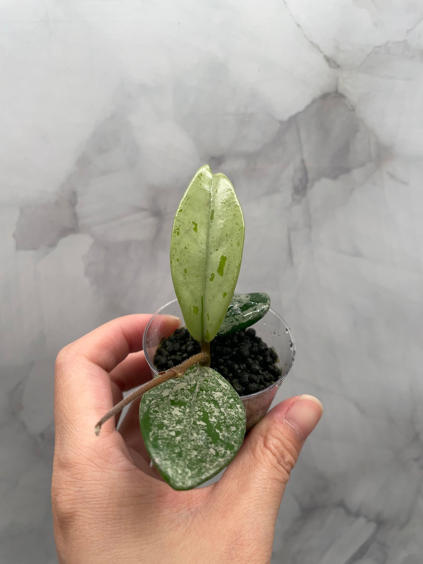 Hoya Wilbur Graves China Rooted Plant