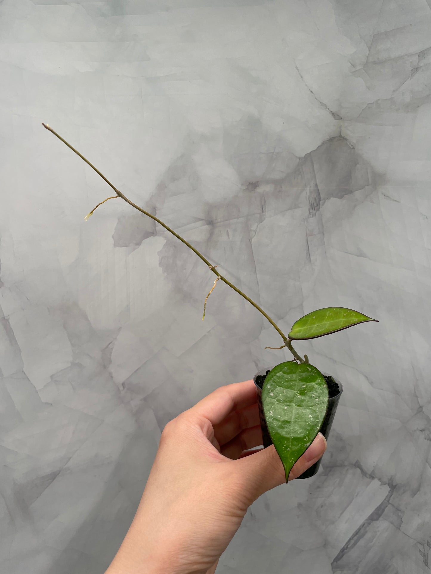 Hoya Verticilata MA07 Rooted Cutting