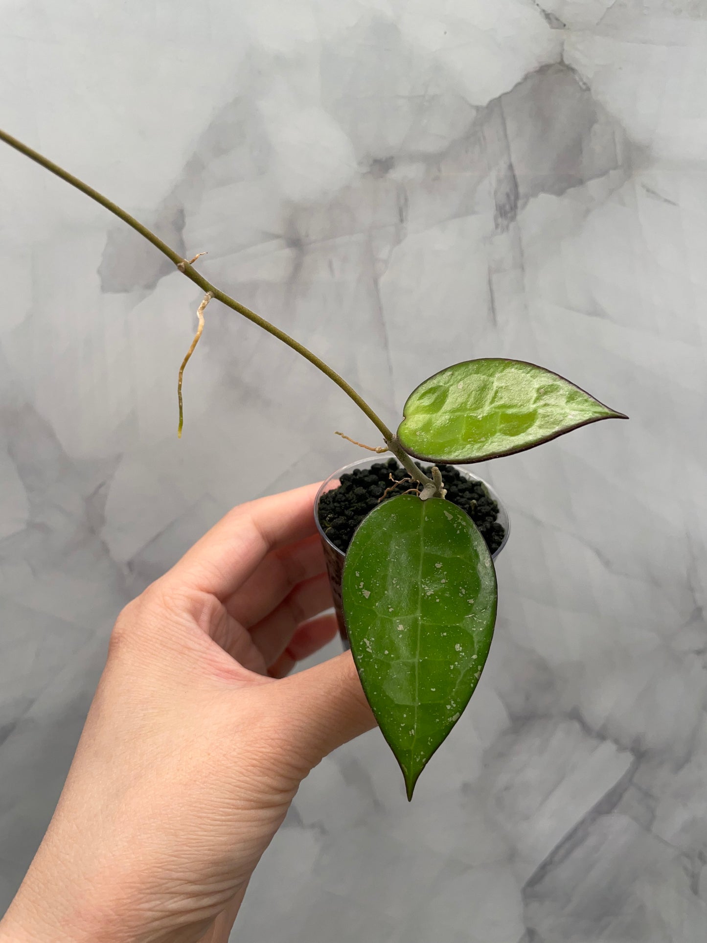 Hoya Verticilata MA07 Rooted Cutting