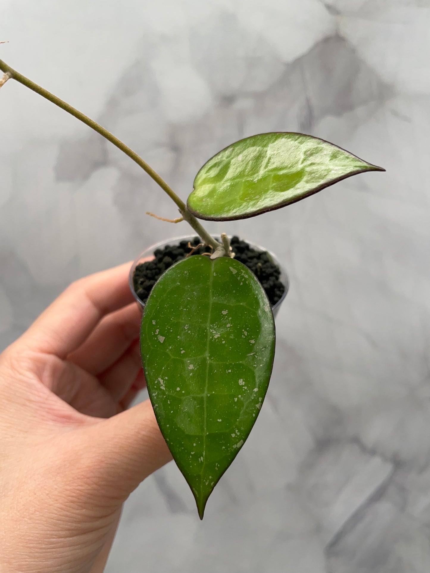 Hoya Verticilata MA07 Rooted Cutting