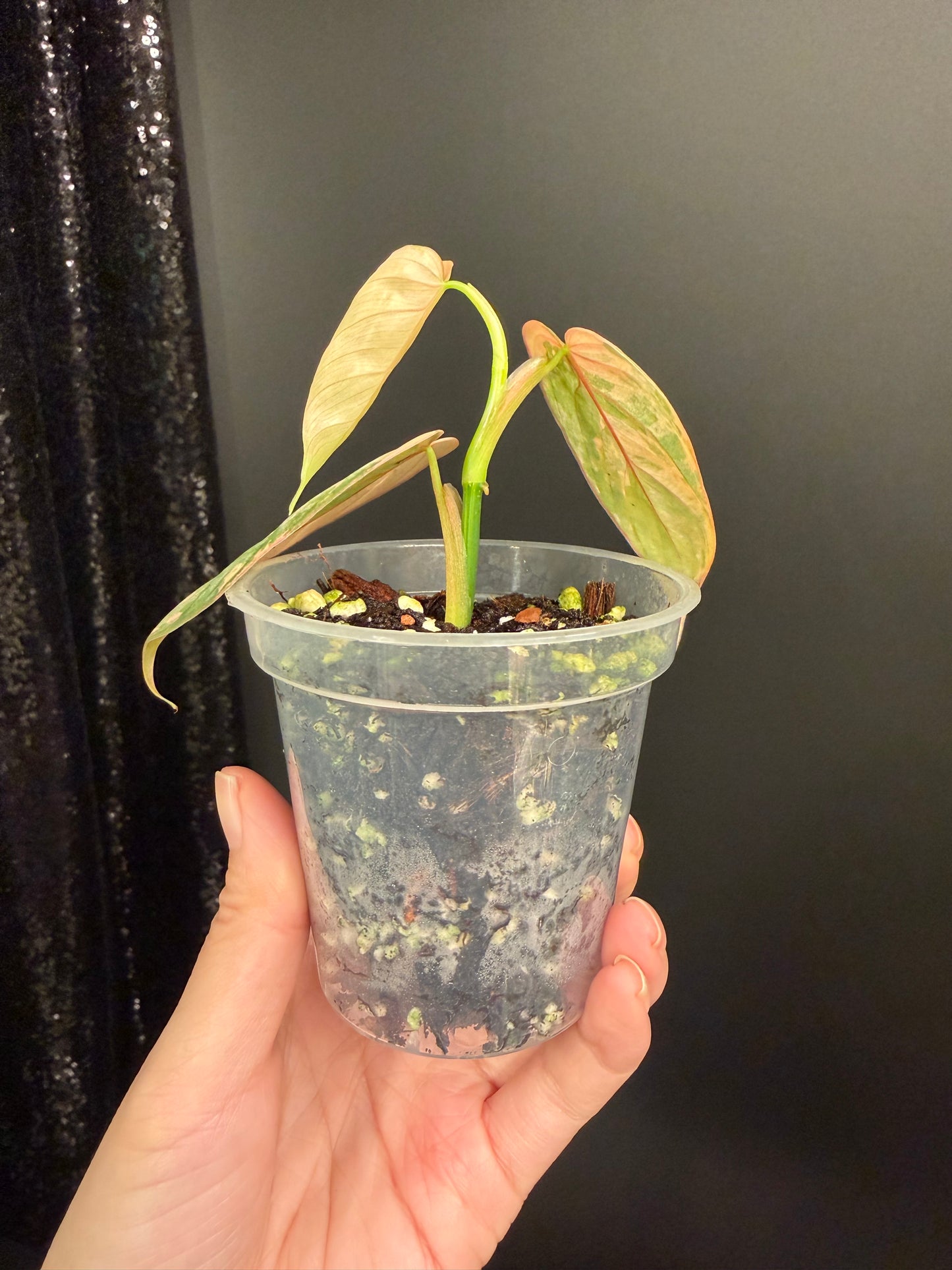 Philodendron Brandtianum Variegated