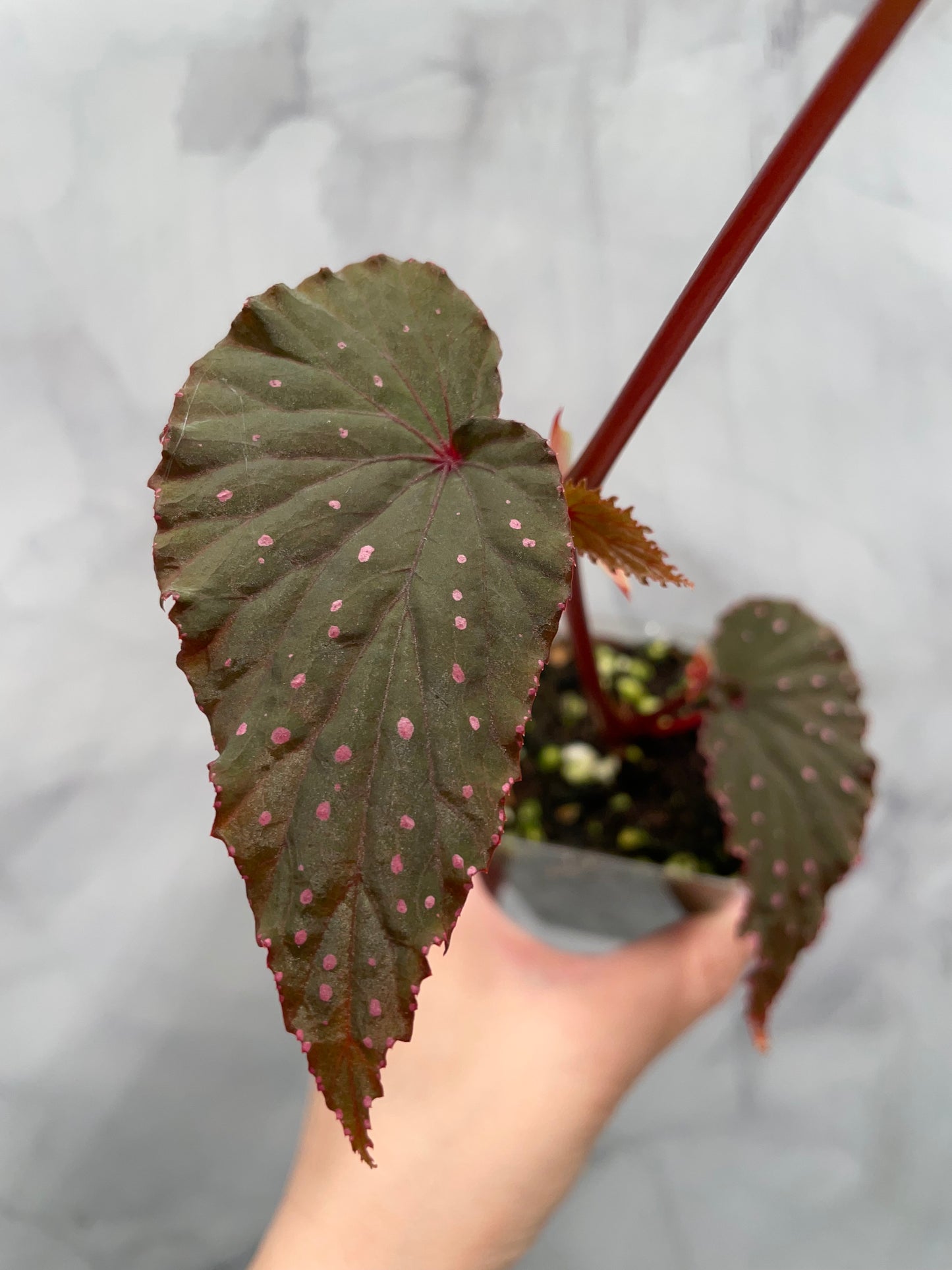 Begonia Gracilicyma Well Rooted Exact Large Plant