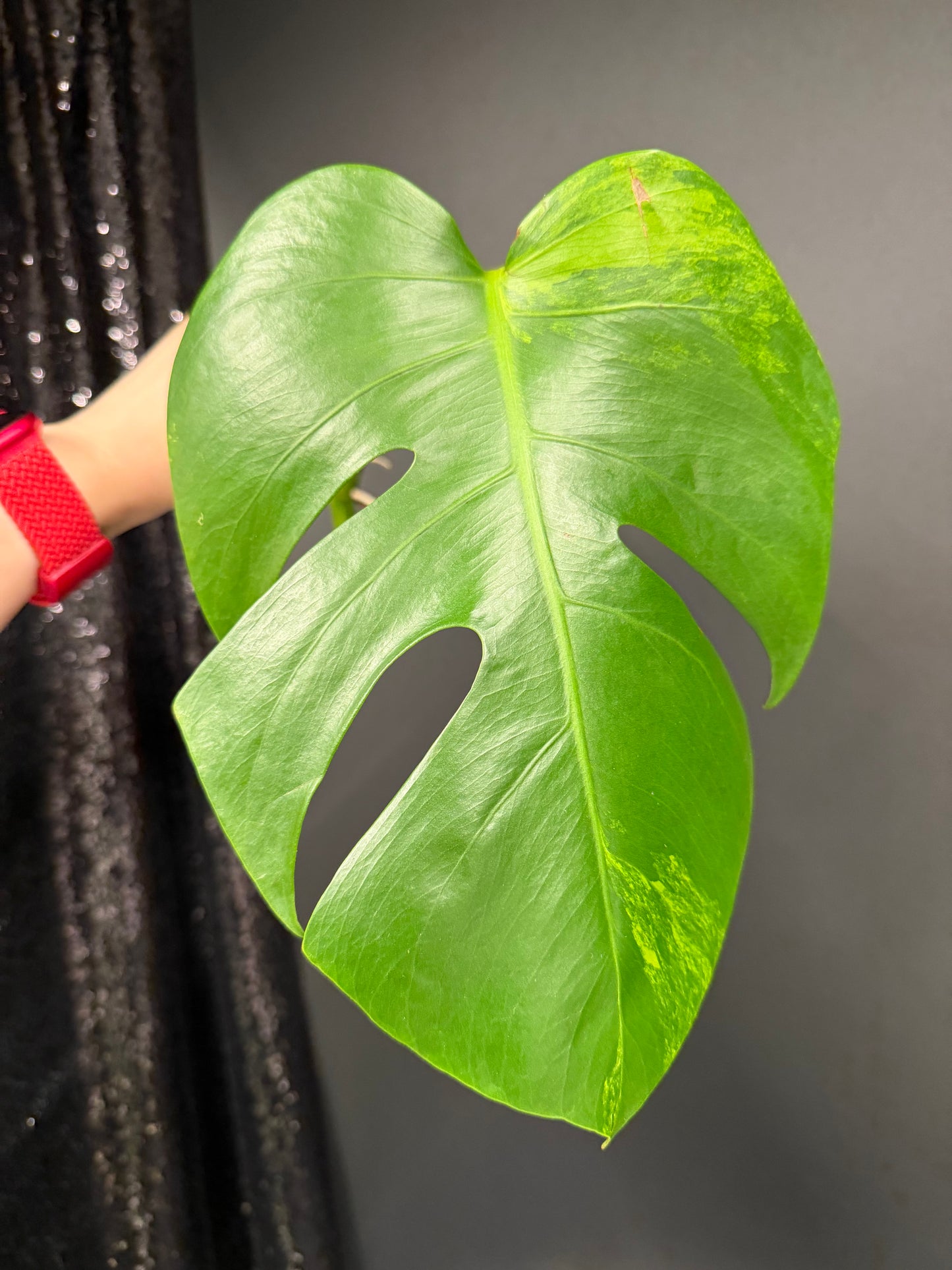 Monstera Green on Green Variegated Cutting