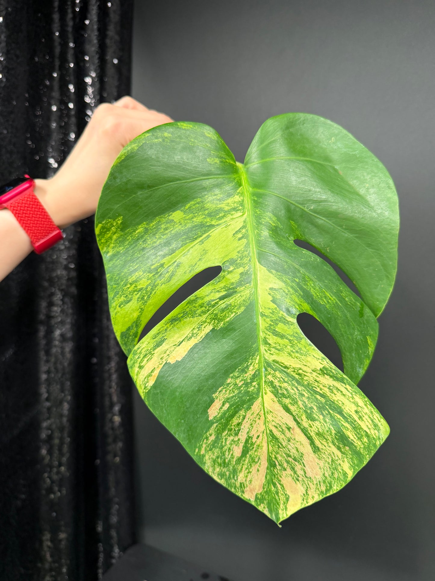 Monstera Green on Green Variegated Cutting