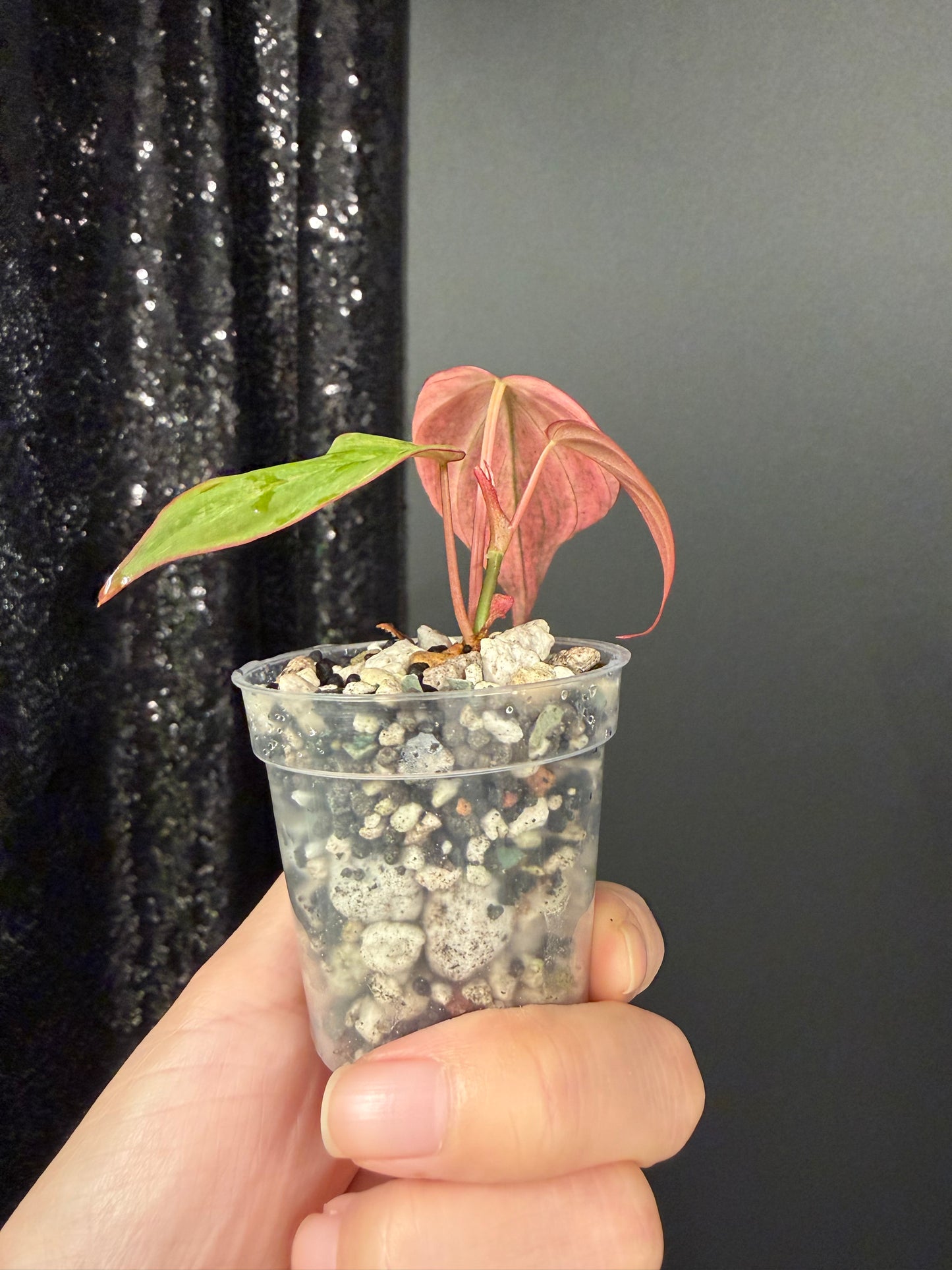 Dusty Galaxy Pink Mint Micans