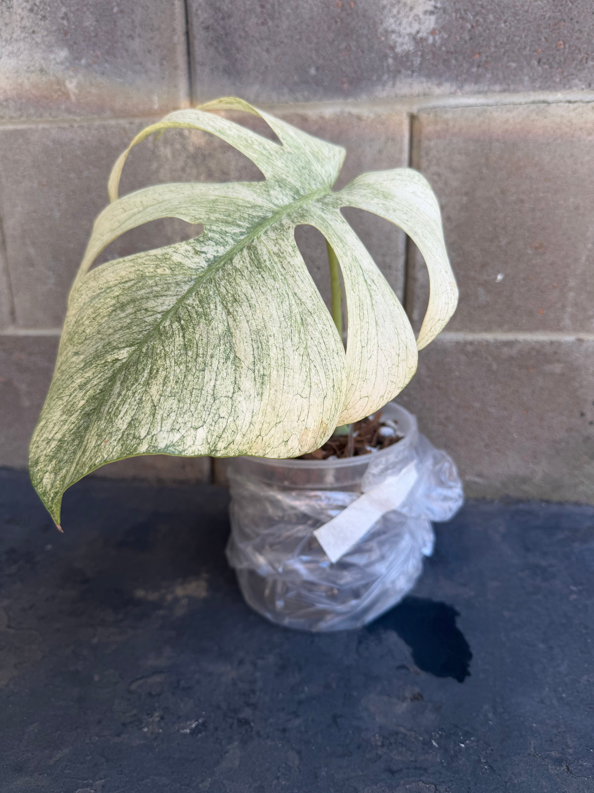 Monstera Full Mint, Rooted Cutting