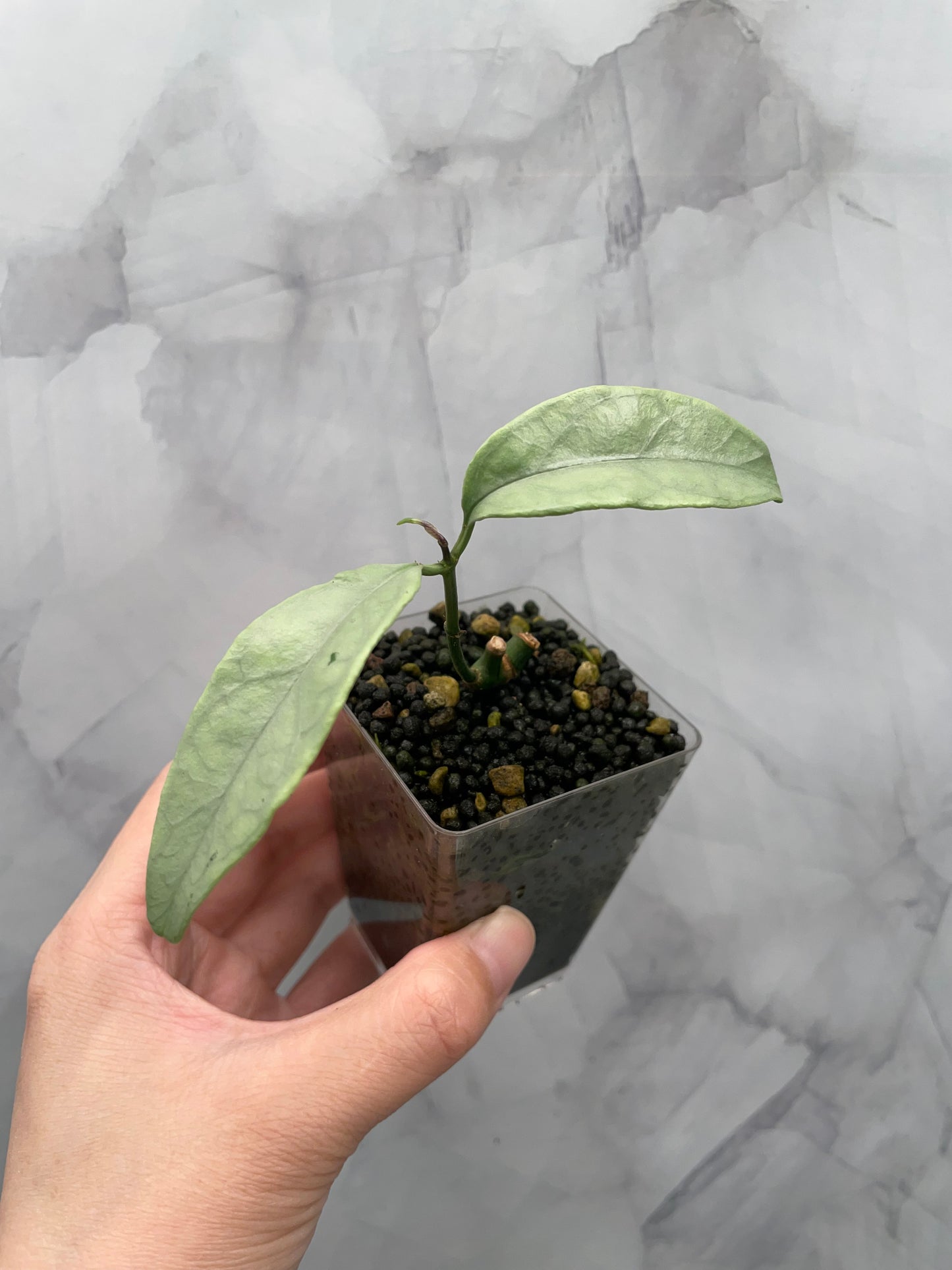 Hoya Coriacea Silver - Rooted Starter Plant