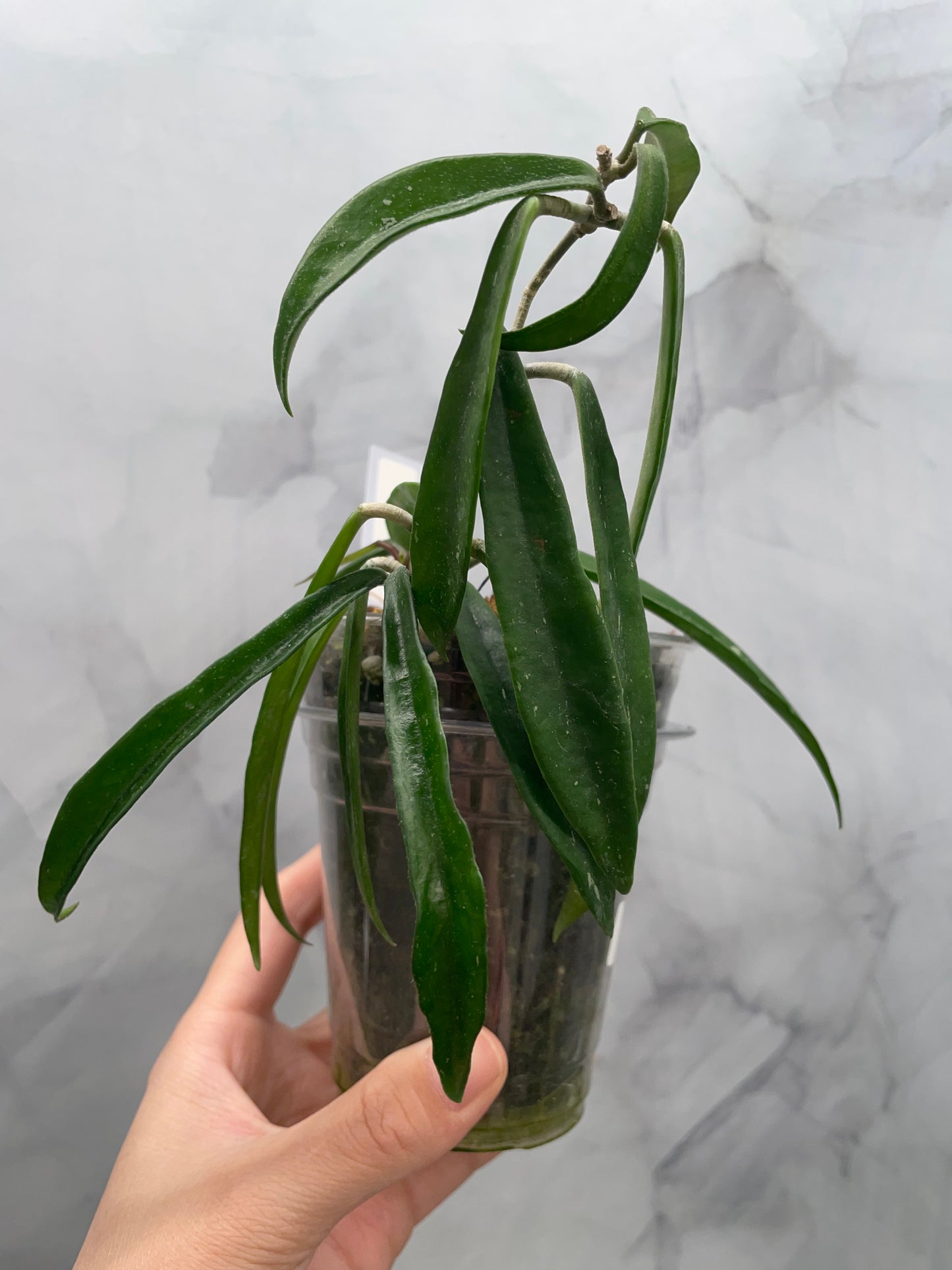 Hoya Minibelle | Easy Growing Hoya | Well-Rooted