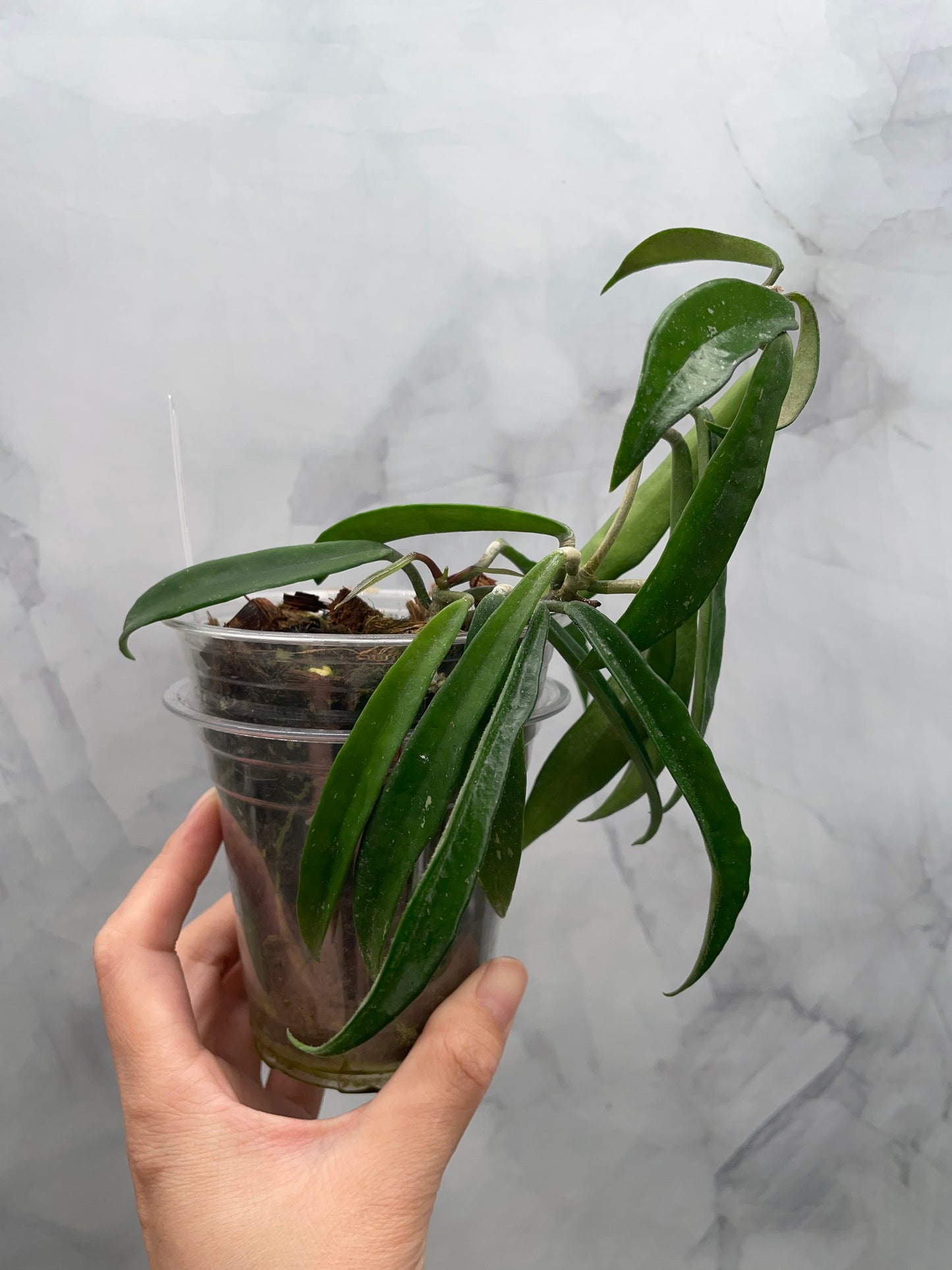Hoya Minibelle | Easy Growing Hoya | Well-Rooted