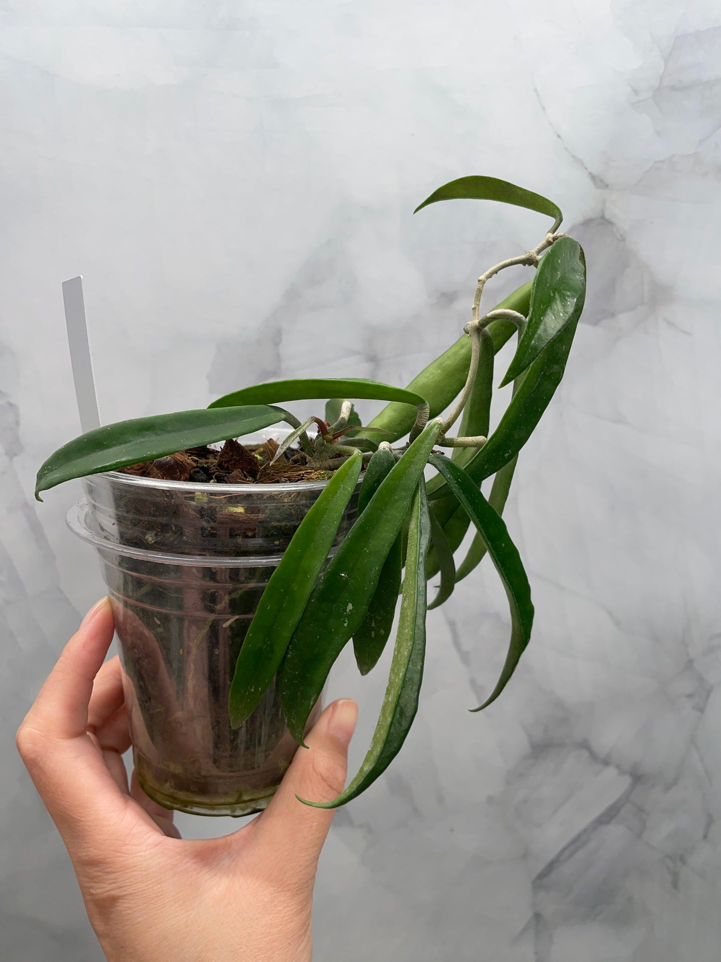 Hoya Minibelle | Easy Growing Hoya | Well-Rooted