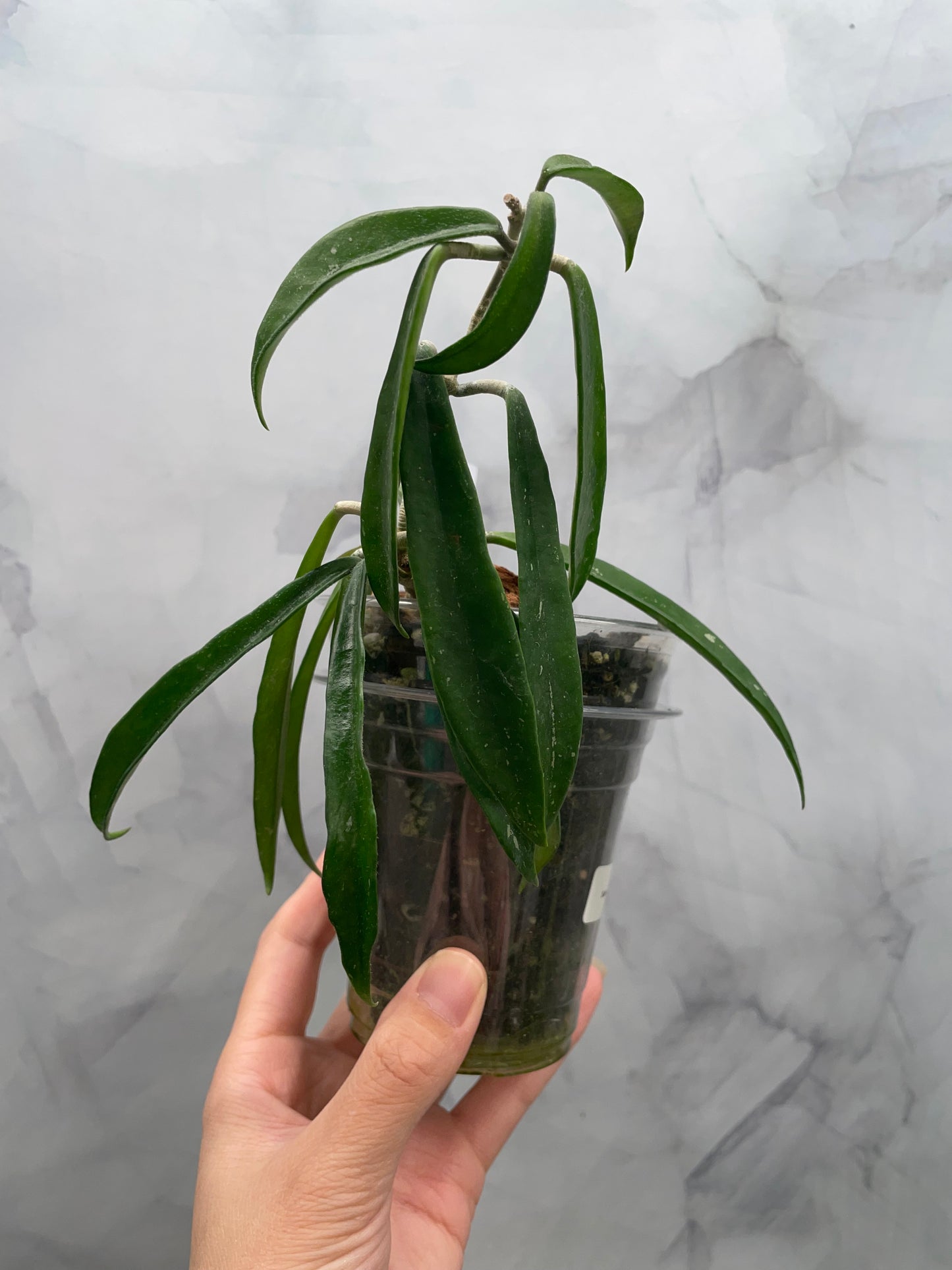 Hoya Minibelle | Easy Growing Hoya | Well-Rooted
