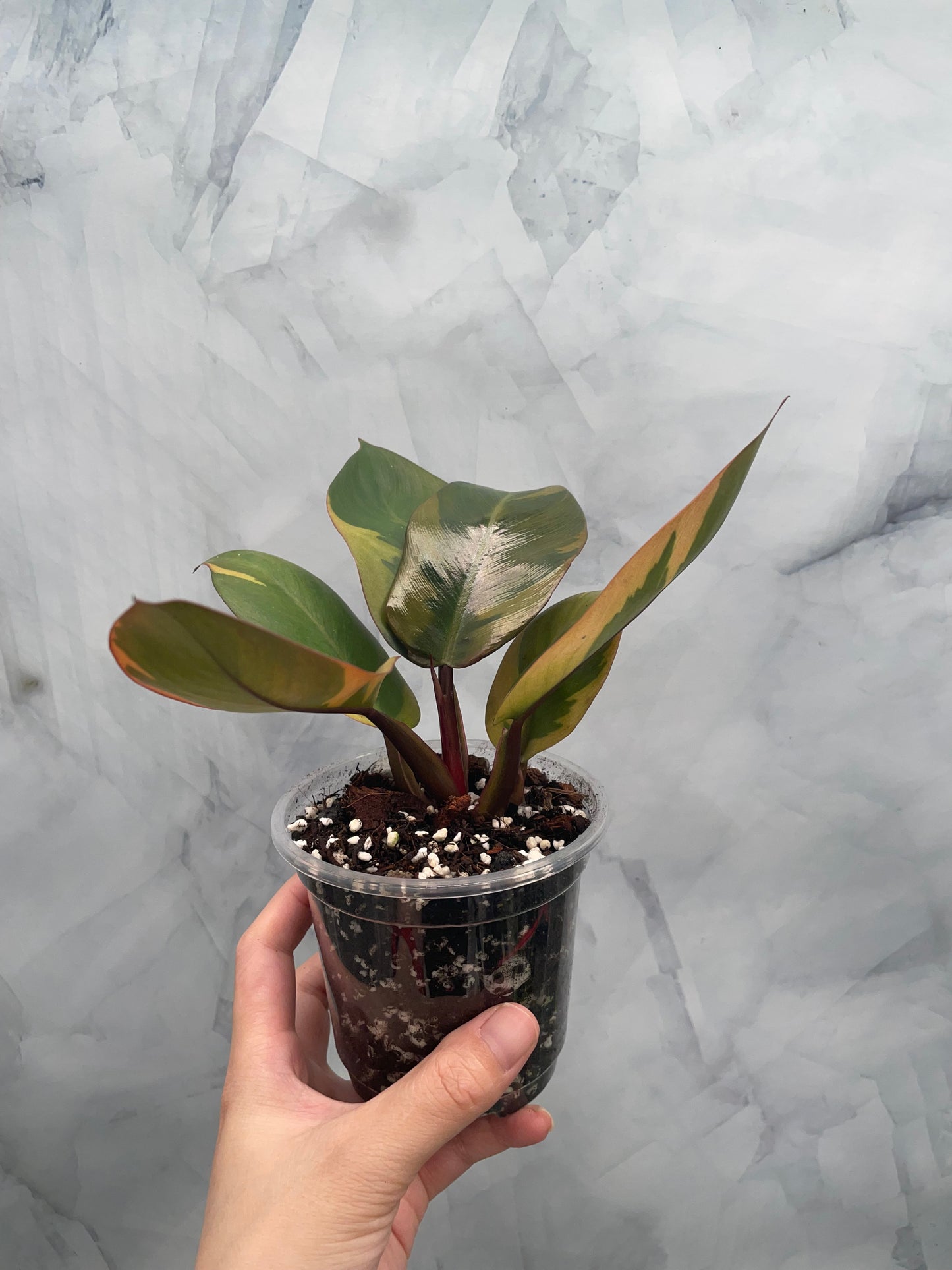 Philodendron Black Cardinal Variegated, Exact Plant