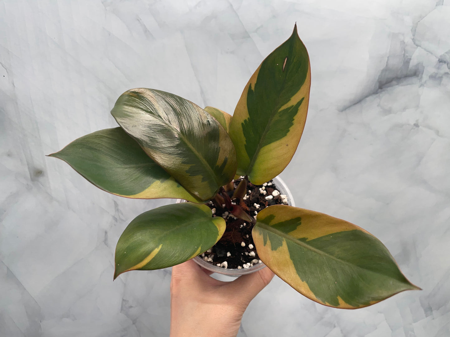 Philodendron Black Cardinal Variegated, Exact Plant