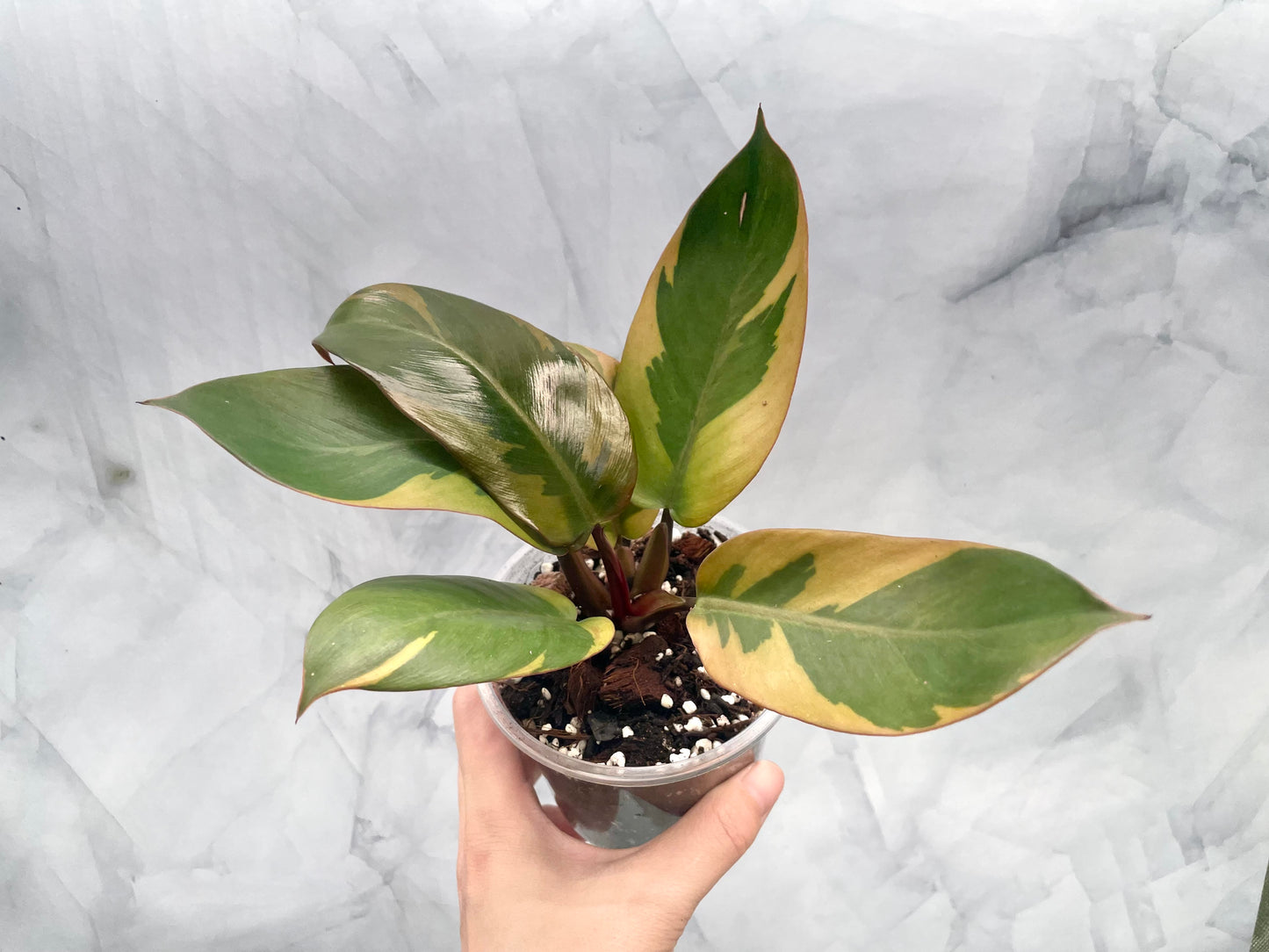 Philodendron Black Cardinal Variegated, Exact Plant