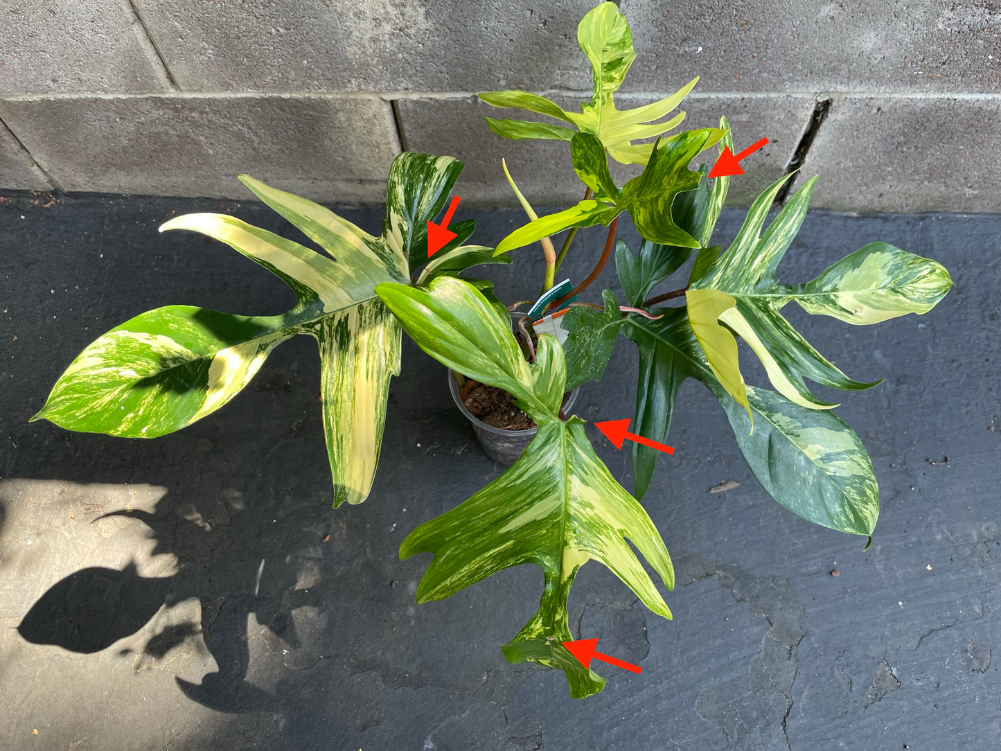 Philodendron Florida Beauty Variegated #Fb4 (Read Description)