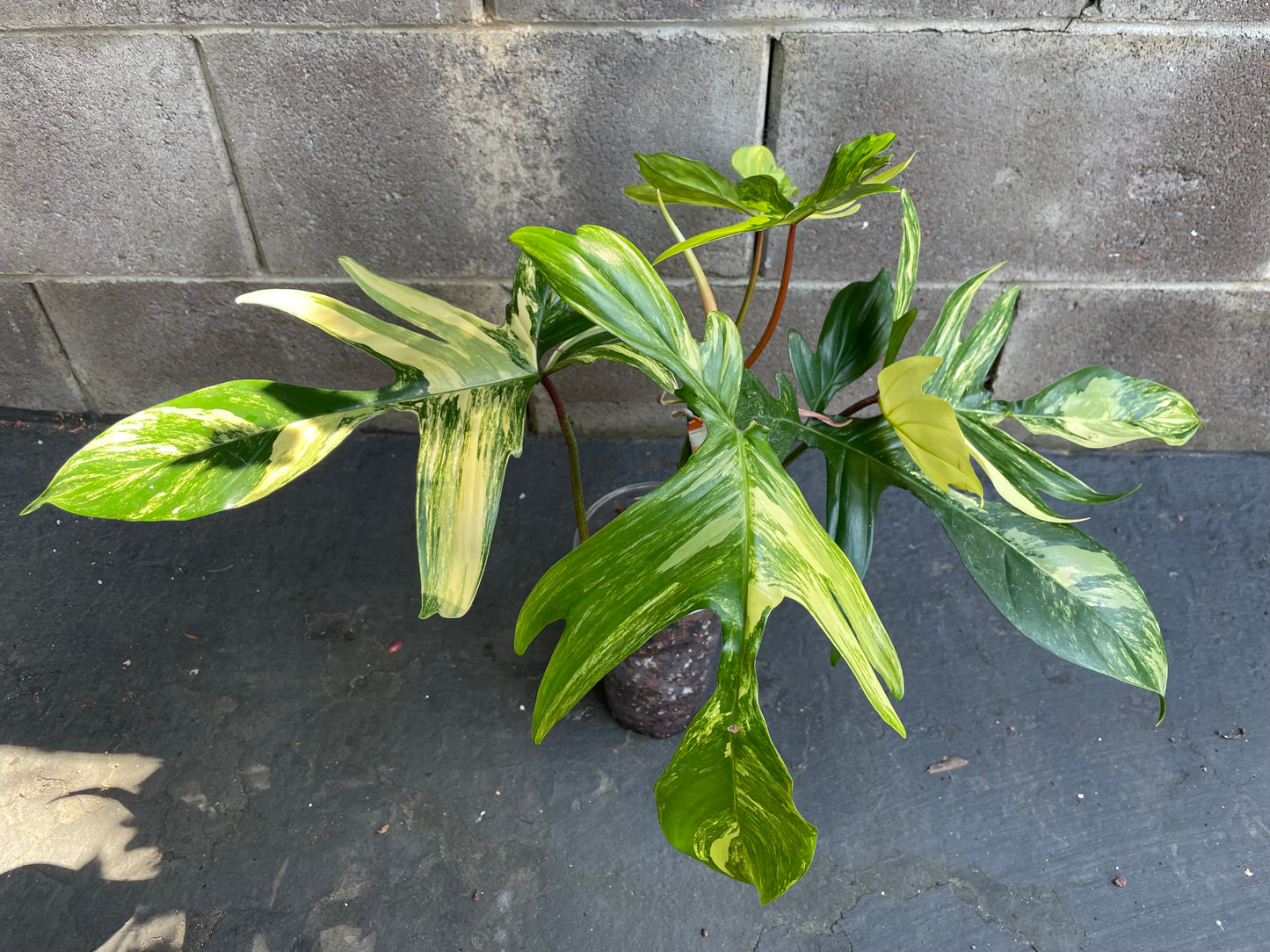 Philodendron Florida Beauty Variegated #Fb4 (Read Description)