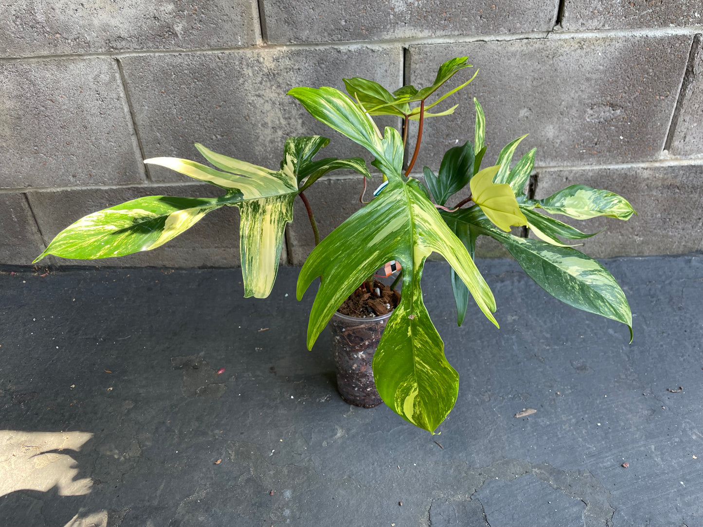 Philodendron Florida Beauty Variegated #Fb4 (Read Description)