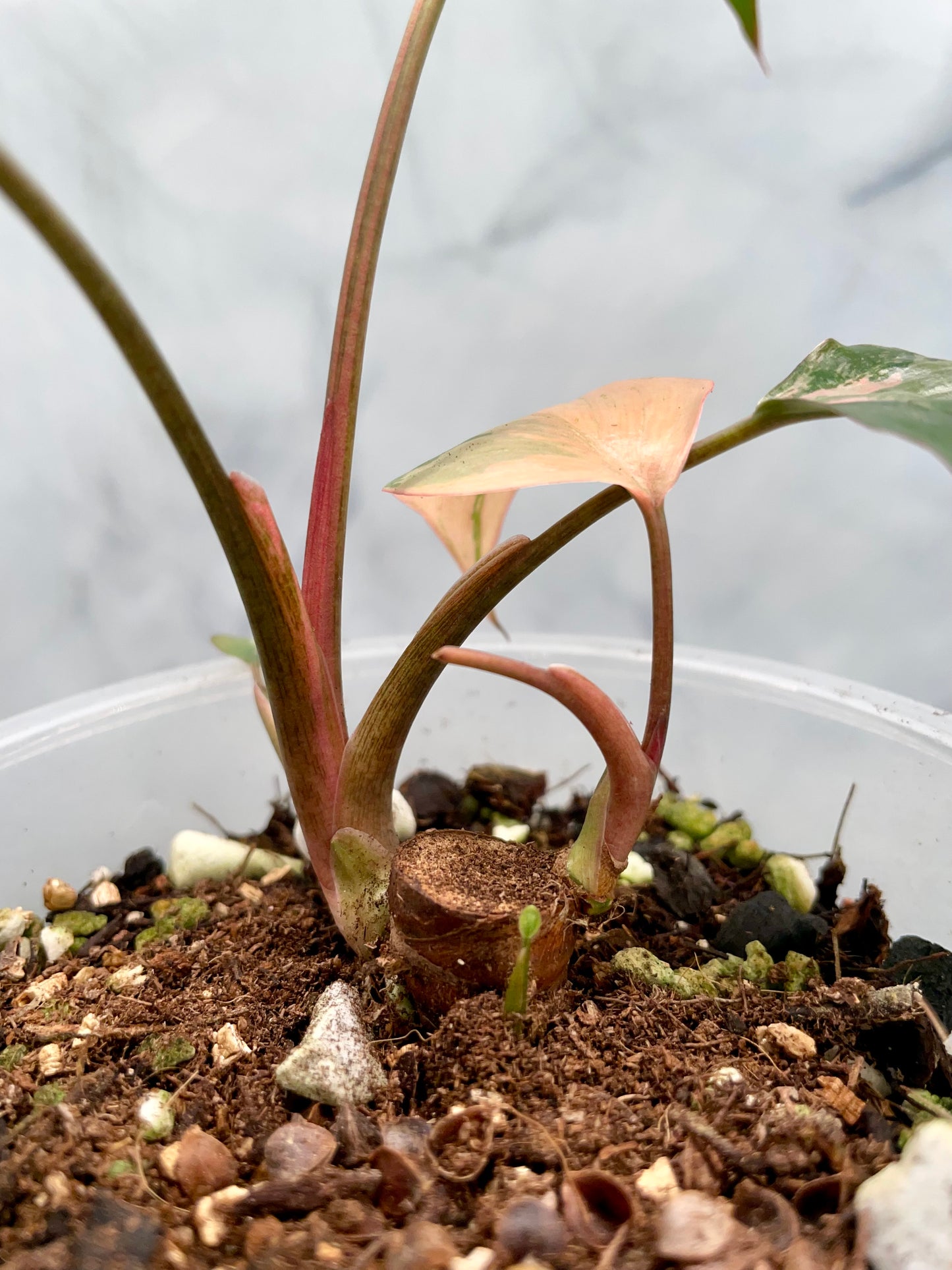 Homalomena Pink Diamond | Well Established Bottom Cut with Multiple Grow Points