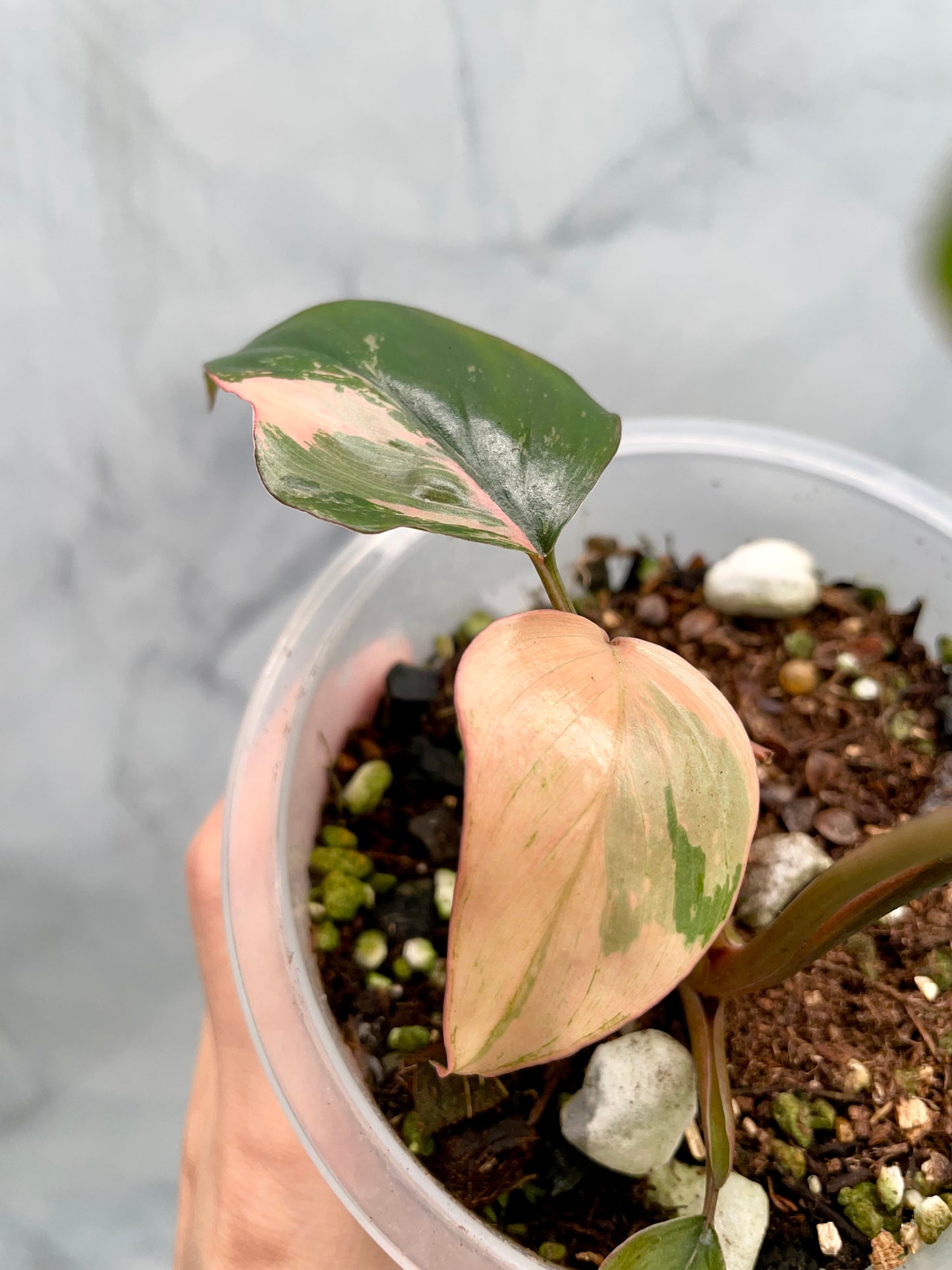 Homalomena Pink Diamond | Well Established Bottom Cut with Multiple Grow Points