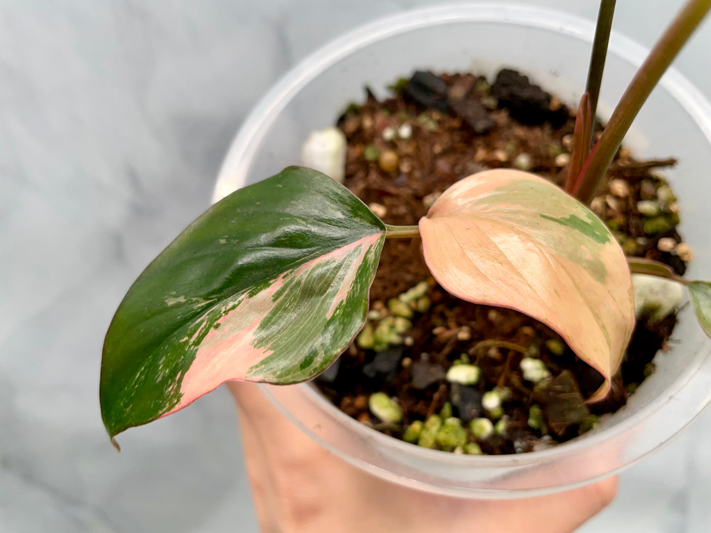 Homalomena Pink Diamond | Well Established Bottom Cut with Multiple Grow Points